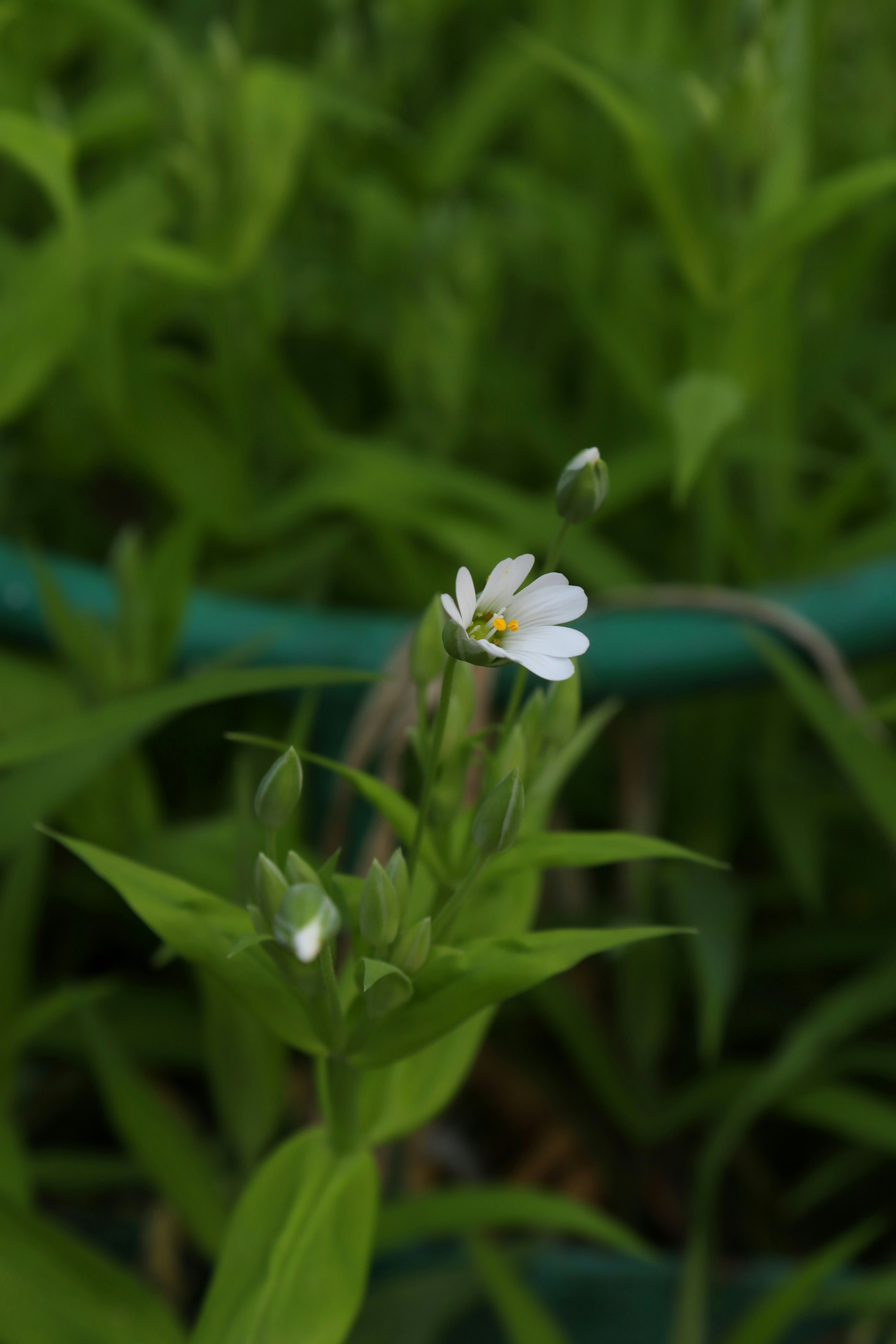 Photo by bored_mongoose