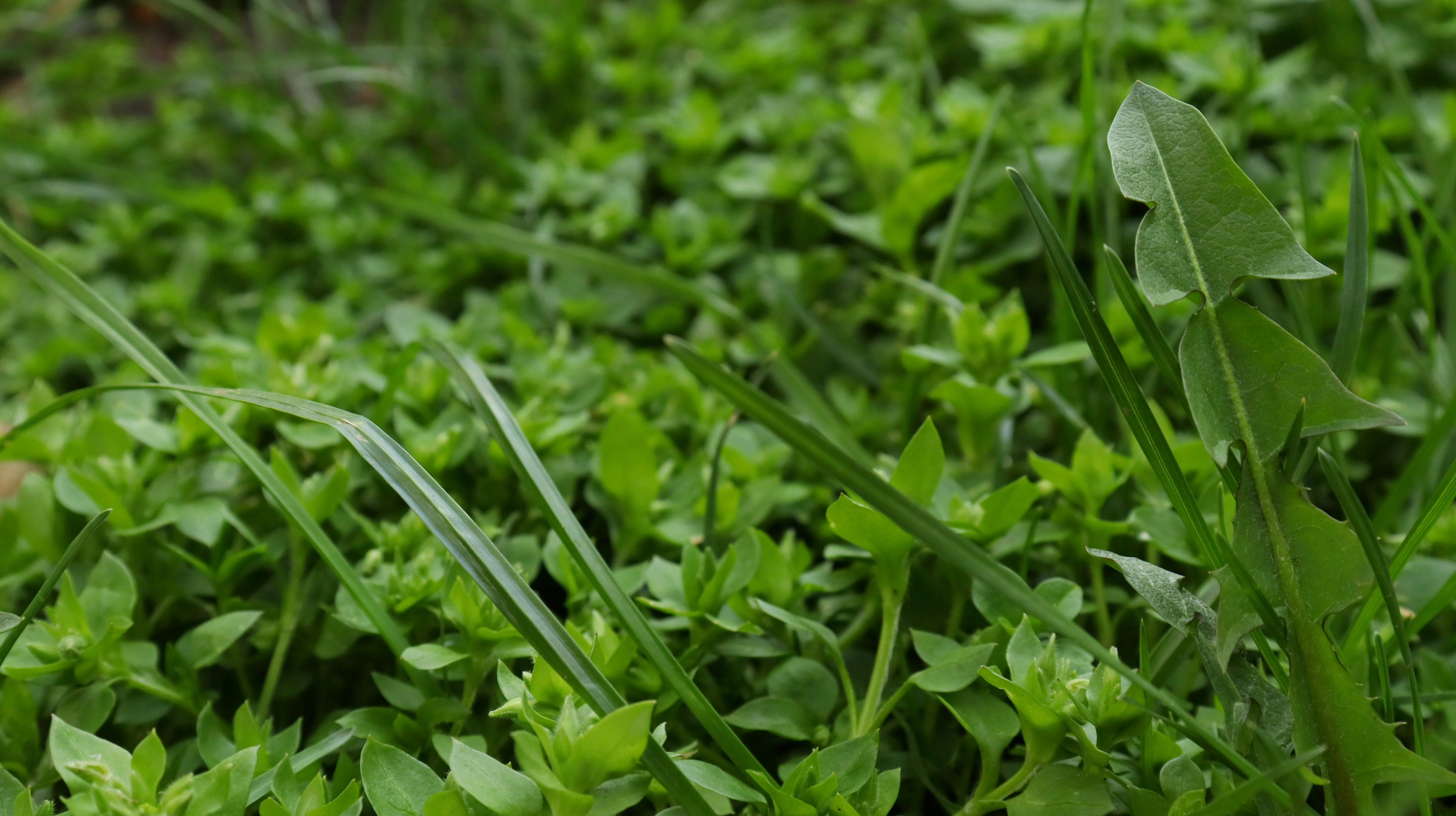 Photo by bored_mongoose