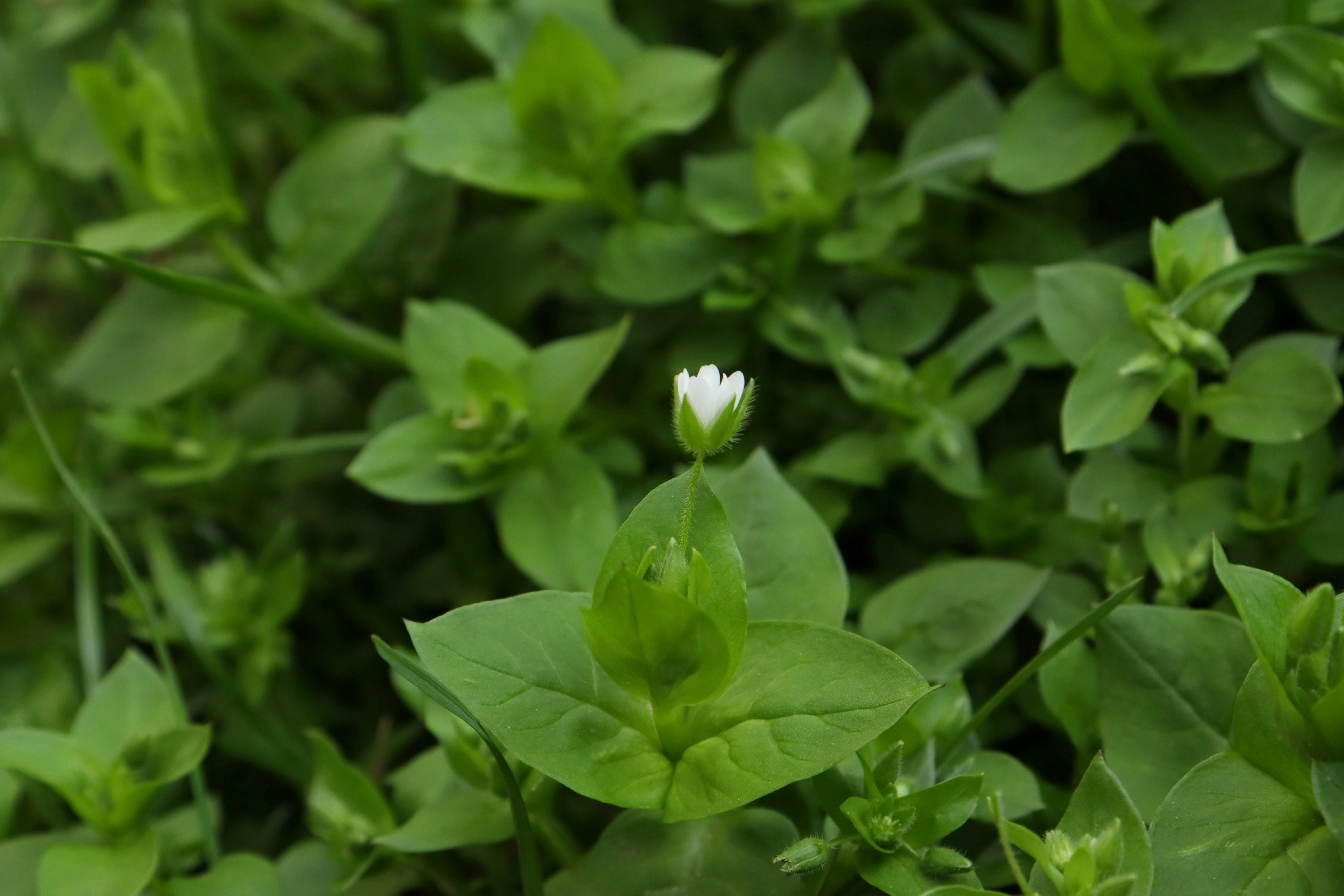 Photo by bored_mongoose