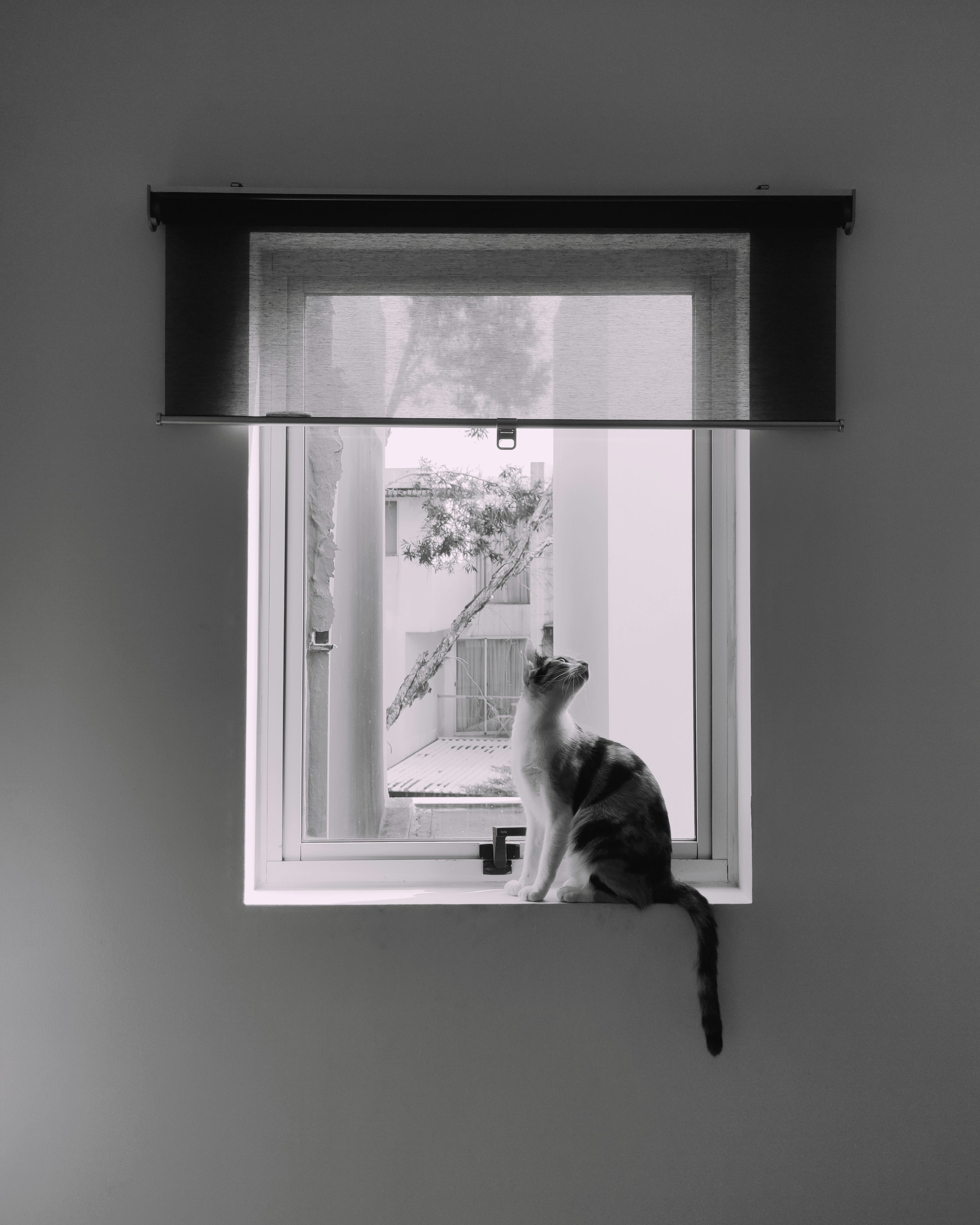 Cat gazes out of a bright window.