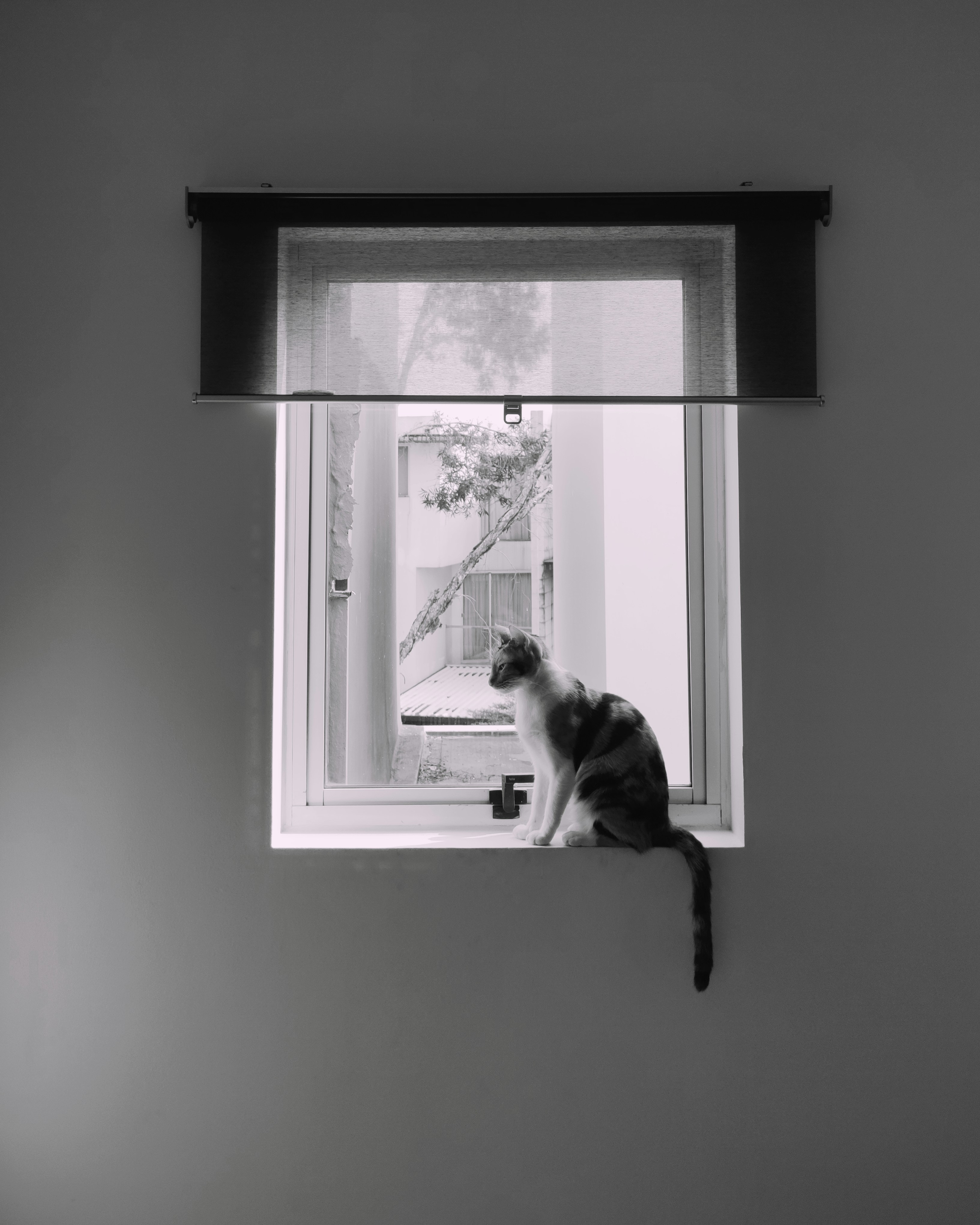 23. Suction-Cup Window Bird Watchers (image credits: unsplash)