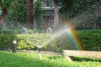 A rainbow forms in the sprinkler's water.