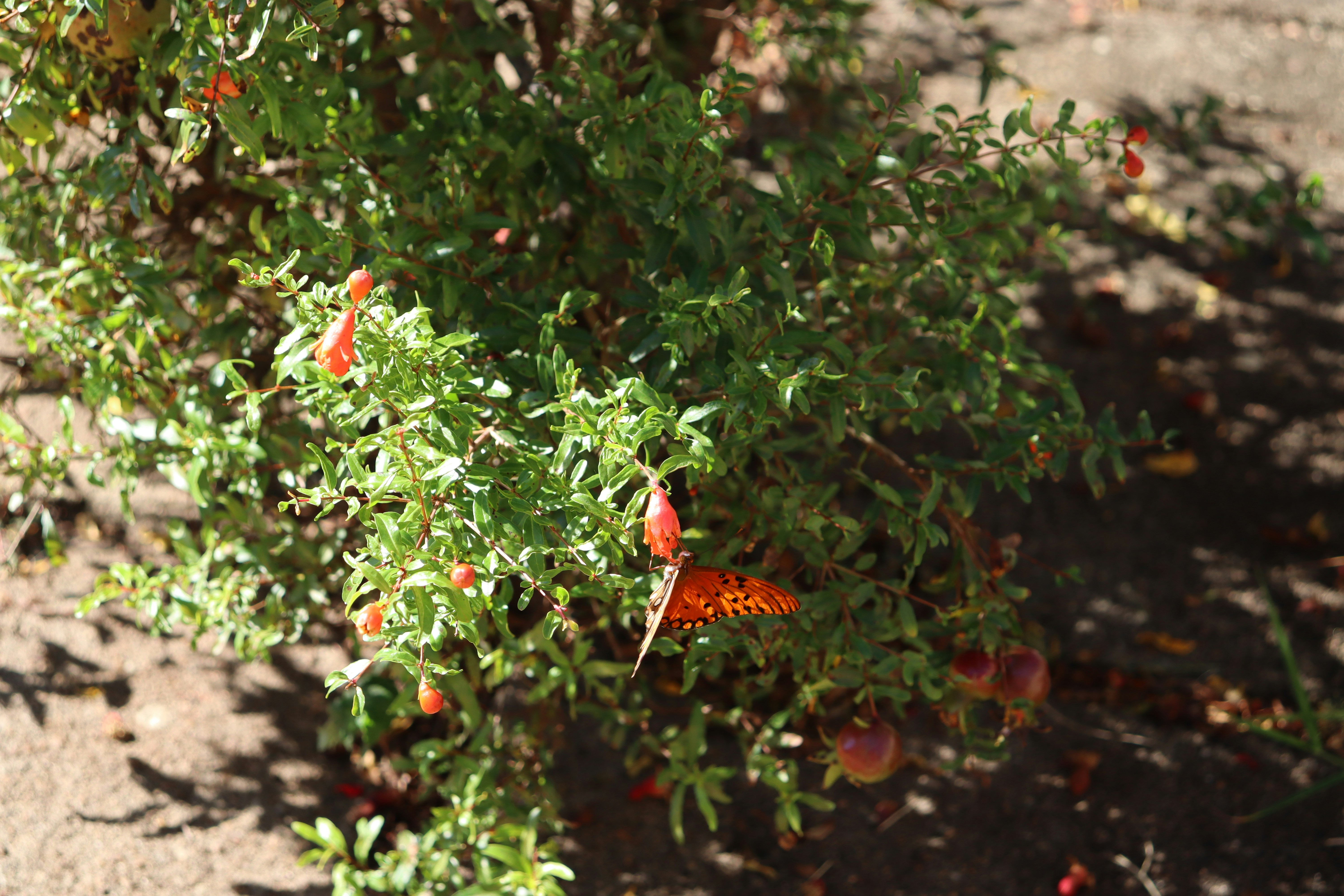 Photo by caio_delarolle