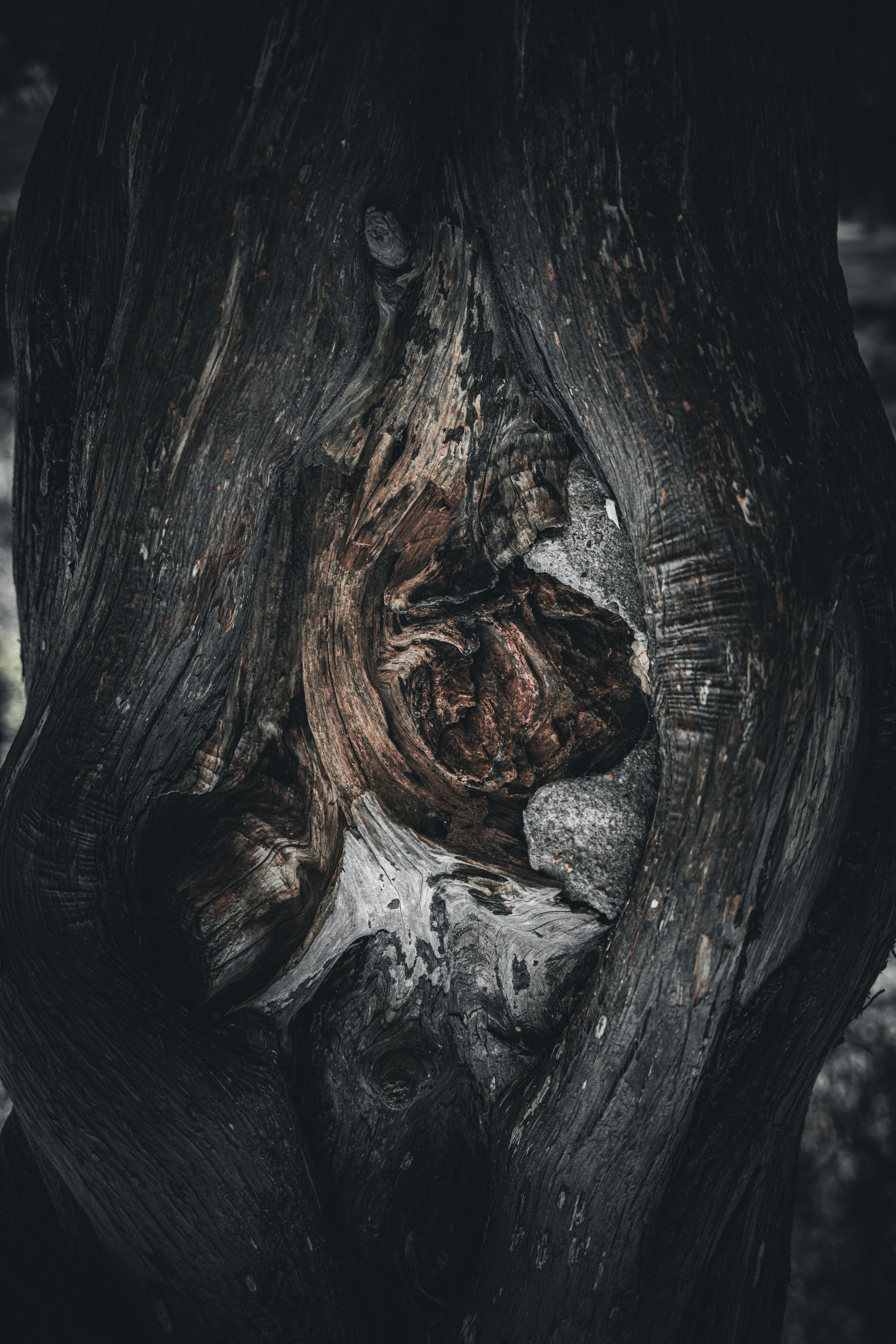 Die dunkle, knorrige Textur eines Baumstammes.