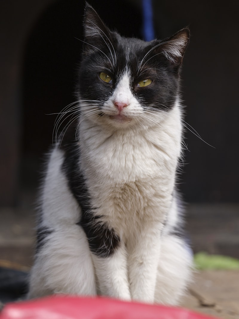 Schwarz weisse Katze schaut aufmerksam in die Kamera