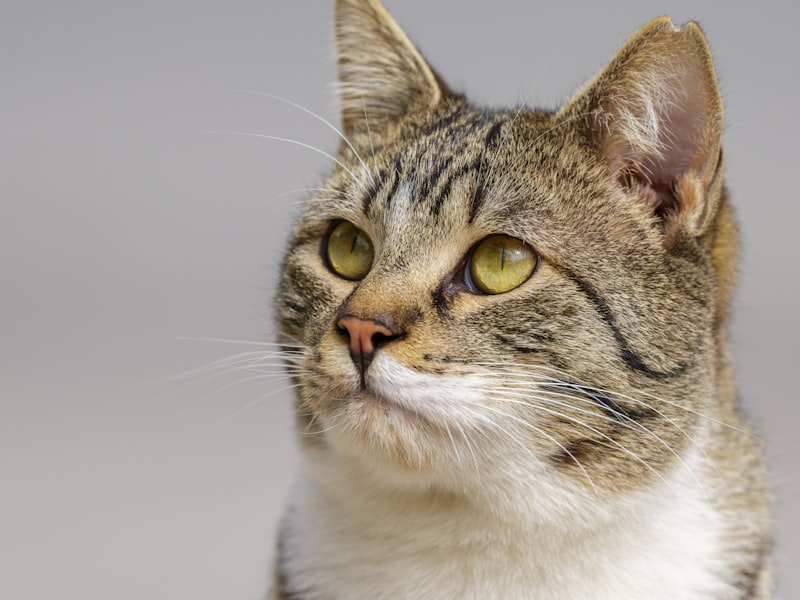 A curious cat gazing intently