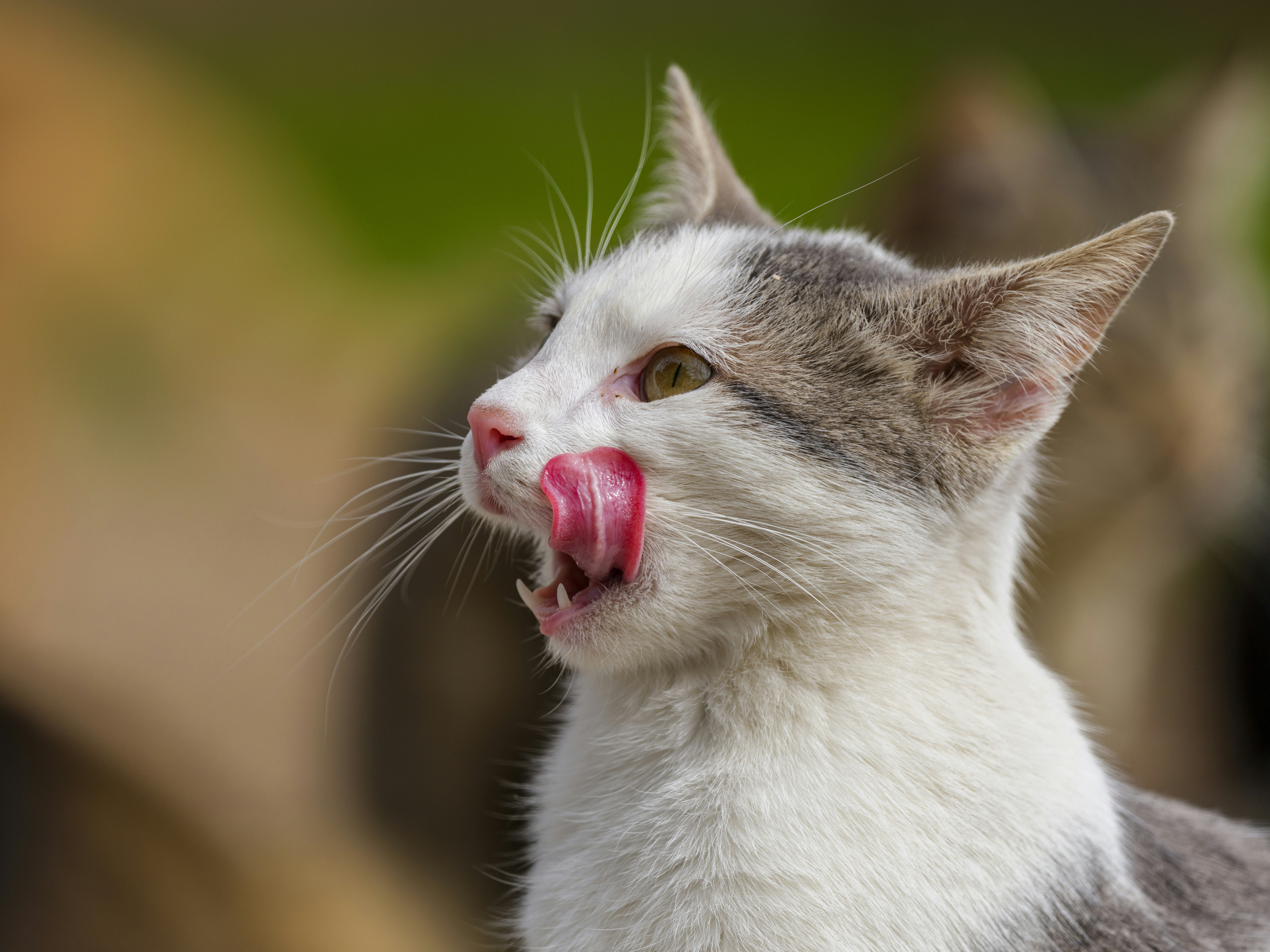 The Sensory Superpowers (image credits: unsplash)