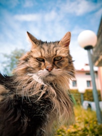 A majestic cat poses outdoors with a serious expression.
