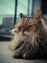 A cat with its eyes closed.
