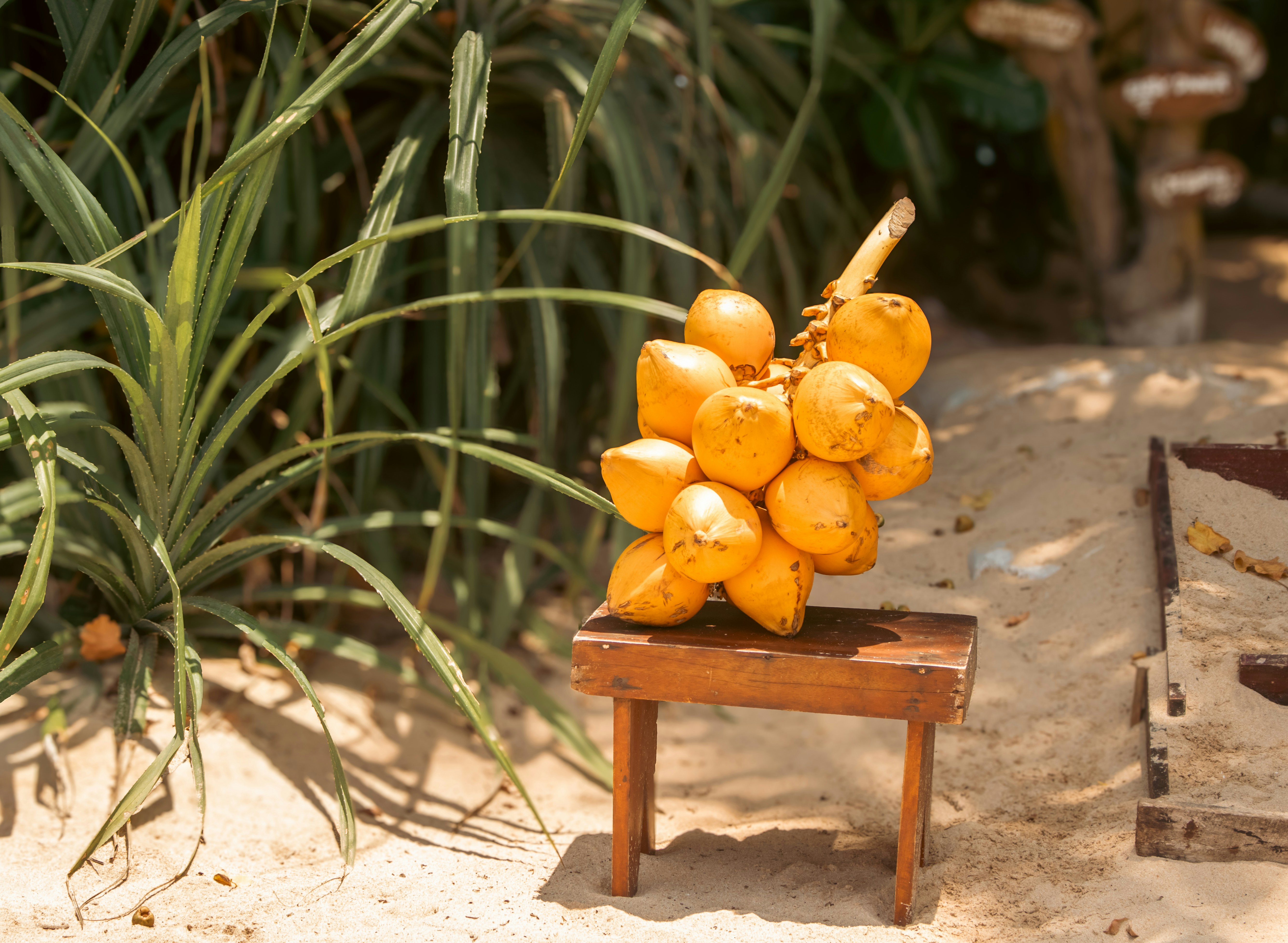 A bunch of golden coconuts rests on a stool.