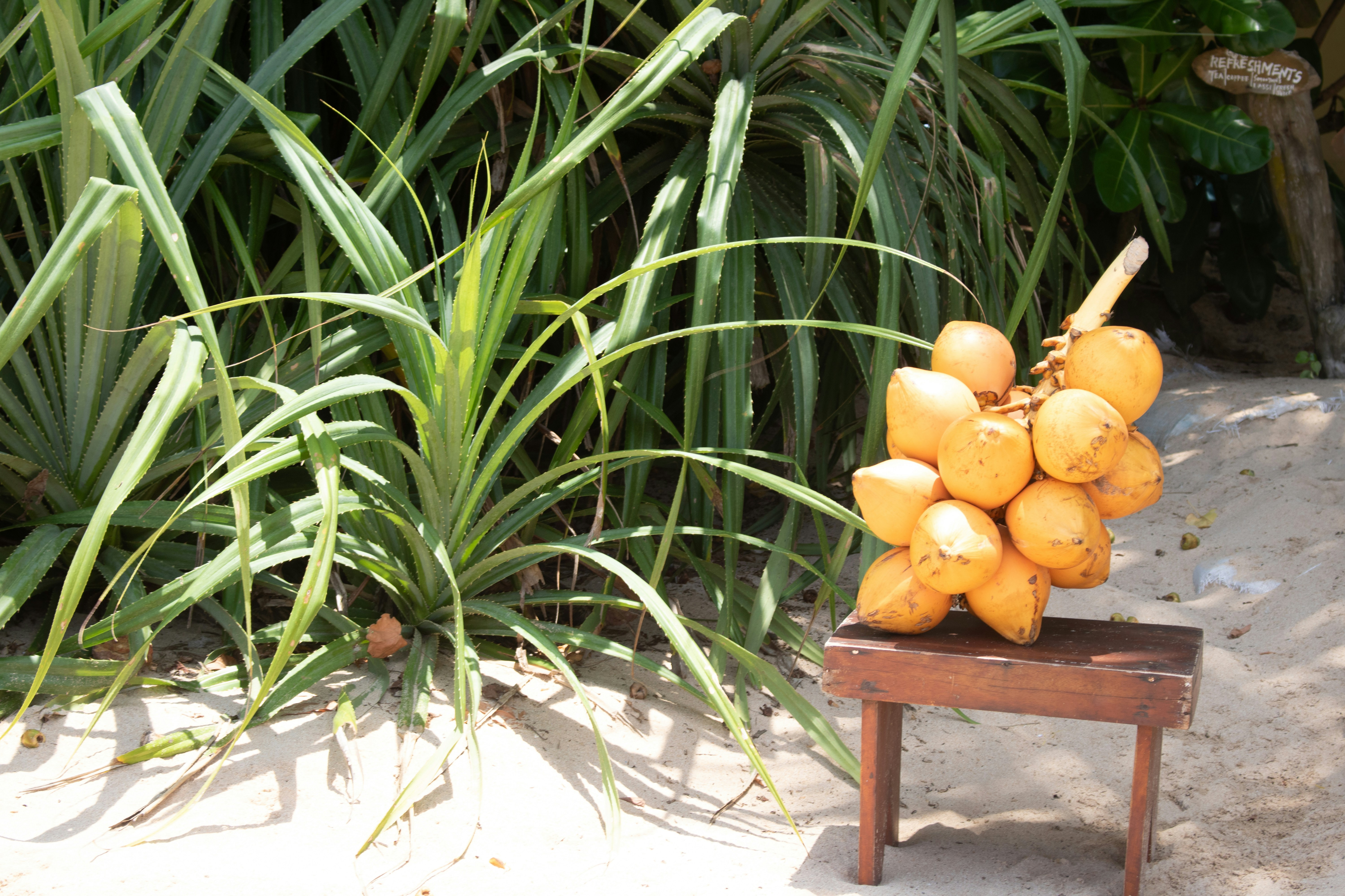 Tropical Coconut Collection