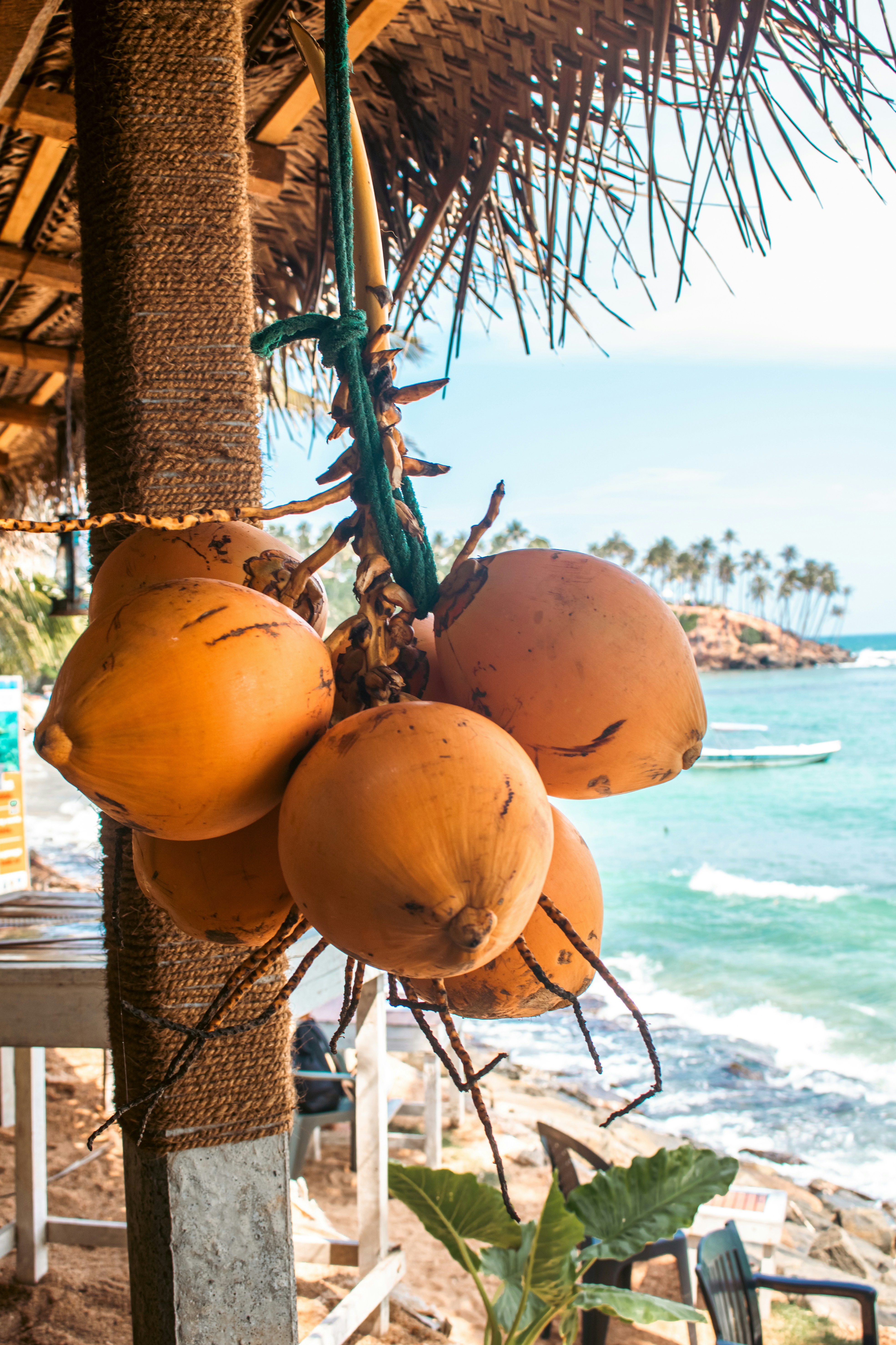 Foto Kelapa menggantung di dekat pantai dengan pemandangan yang indah. –  Gambar Buah Gratis di Unsplash, image size:3000x4500