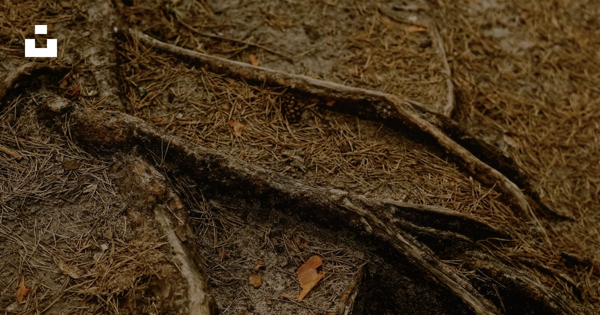 Tree roots are visible on the forest floor. photo – Free Soil Image on ...