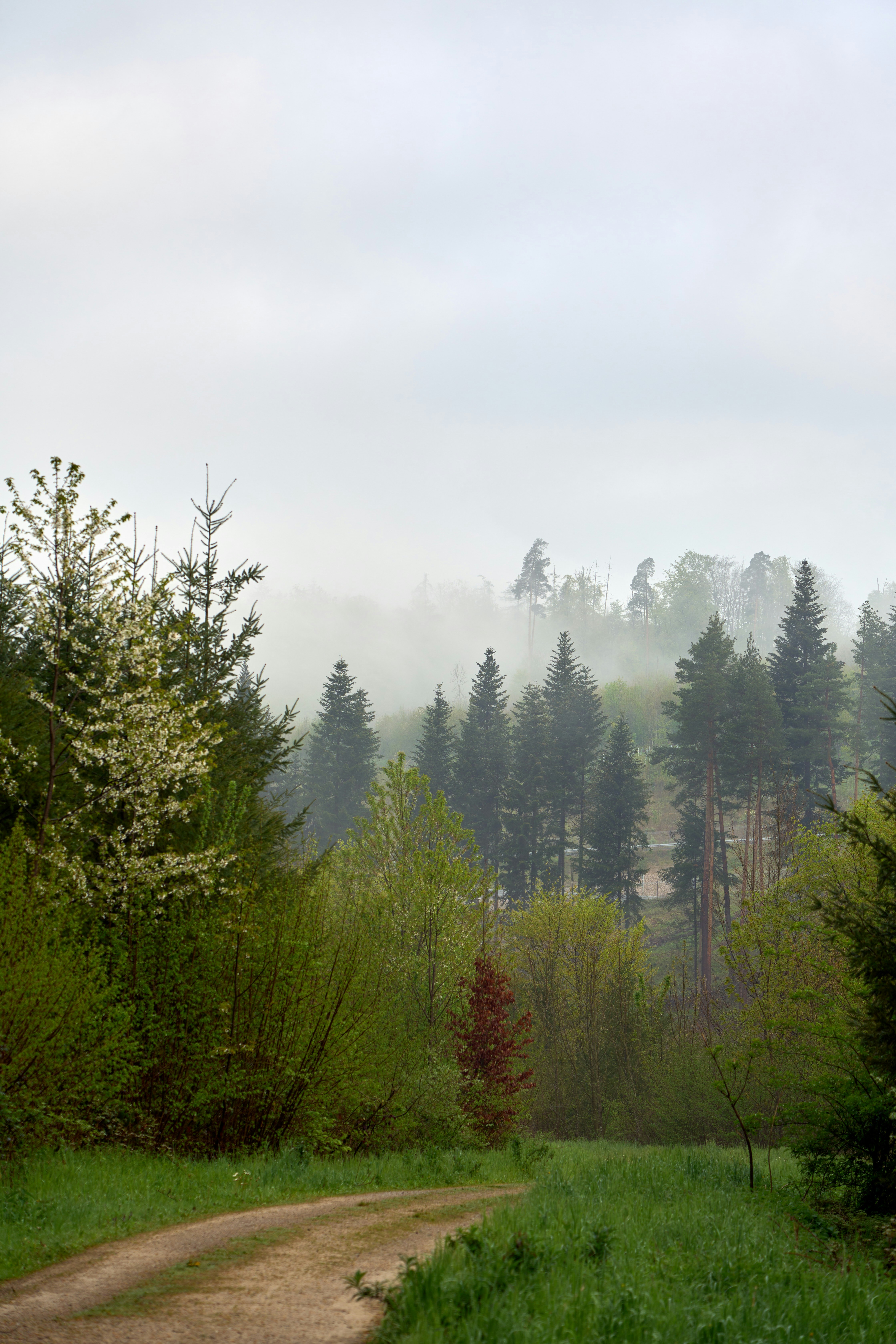 Photo by wolfgang_hasselmann