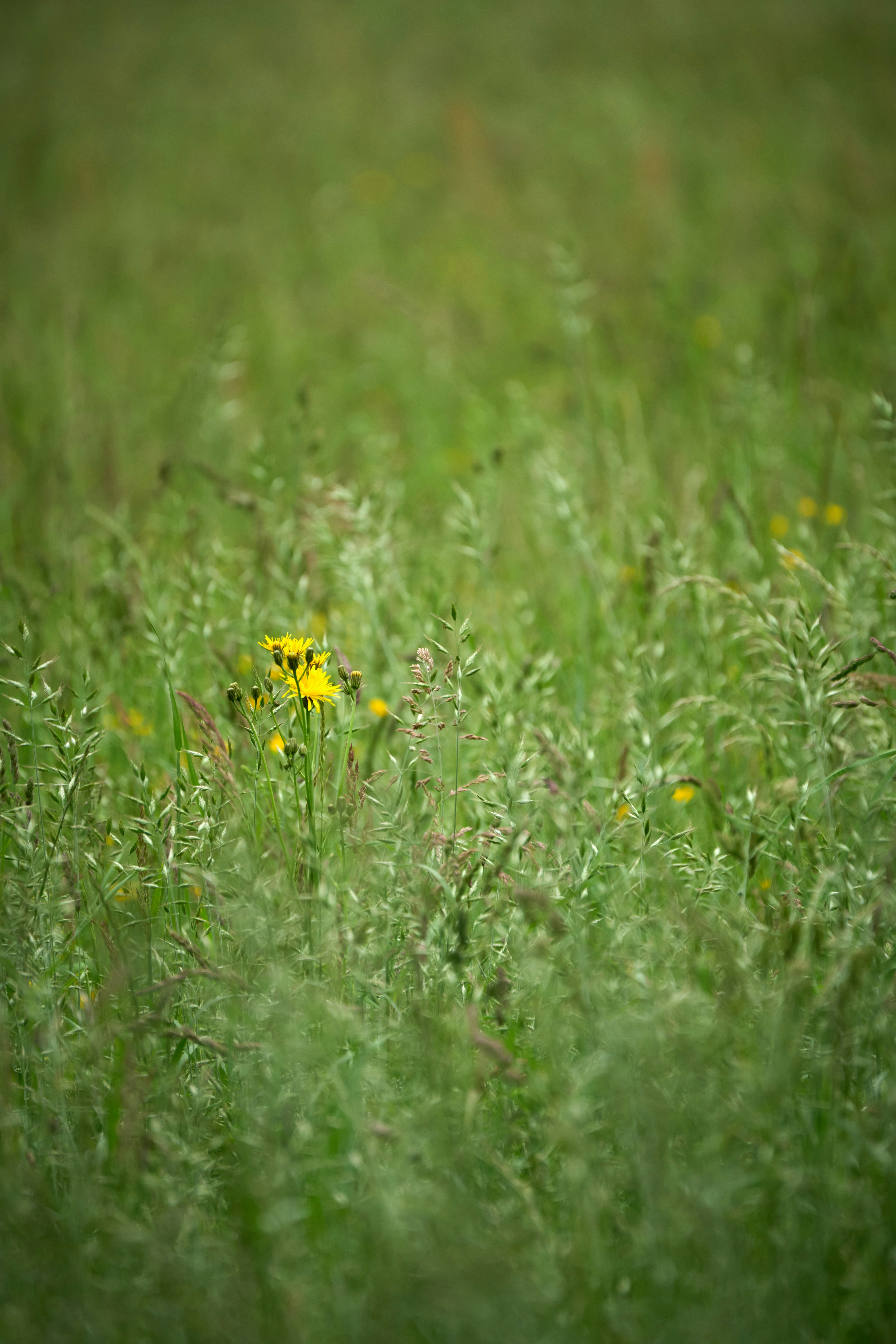 Photo by wolfgang_hasselmann