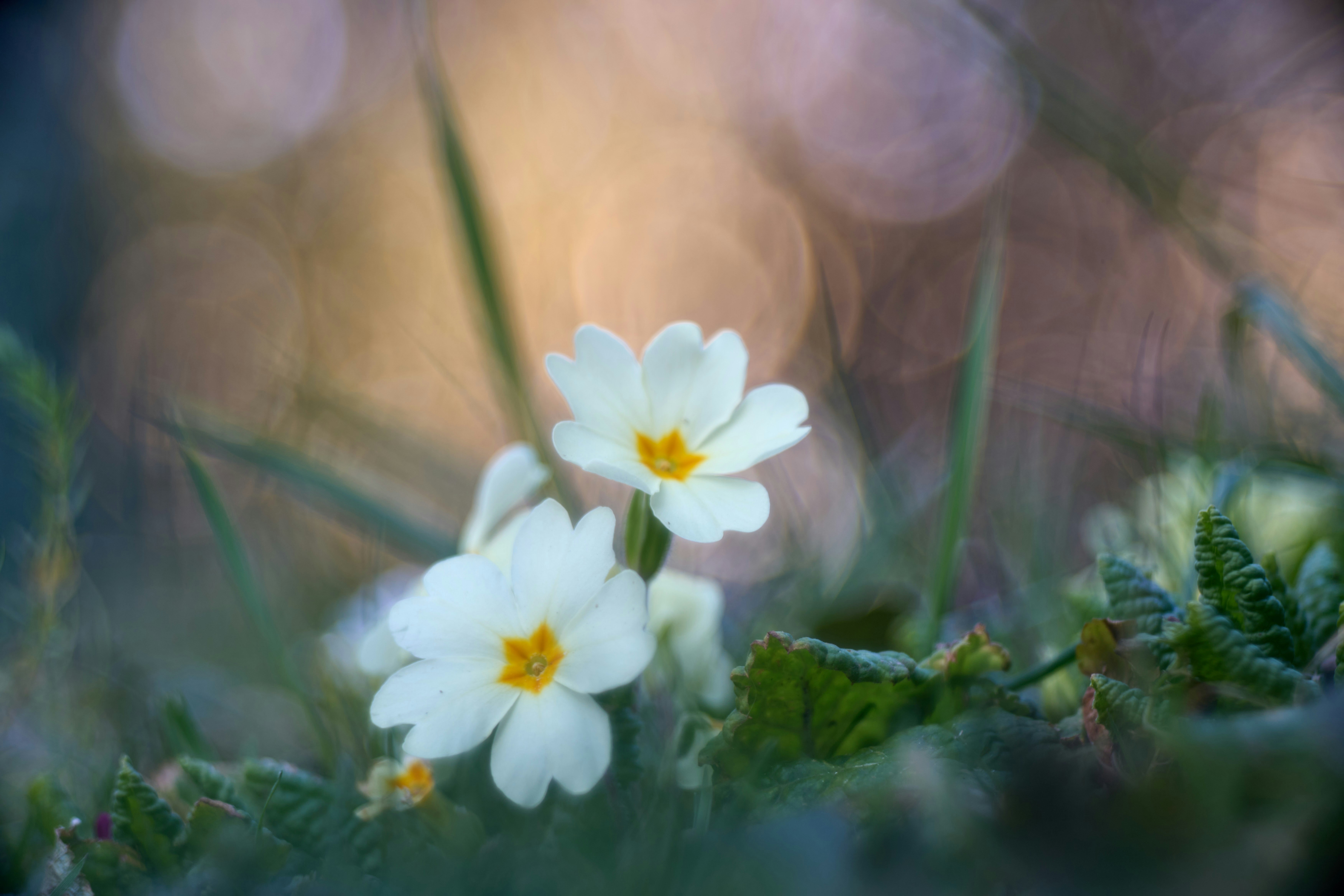 Photo by wolfgang_hasselmann