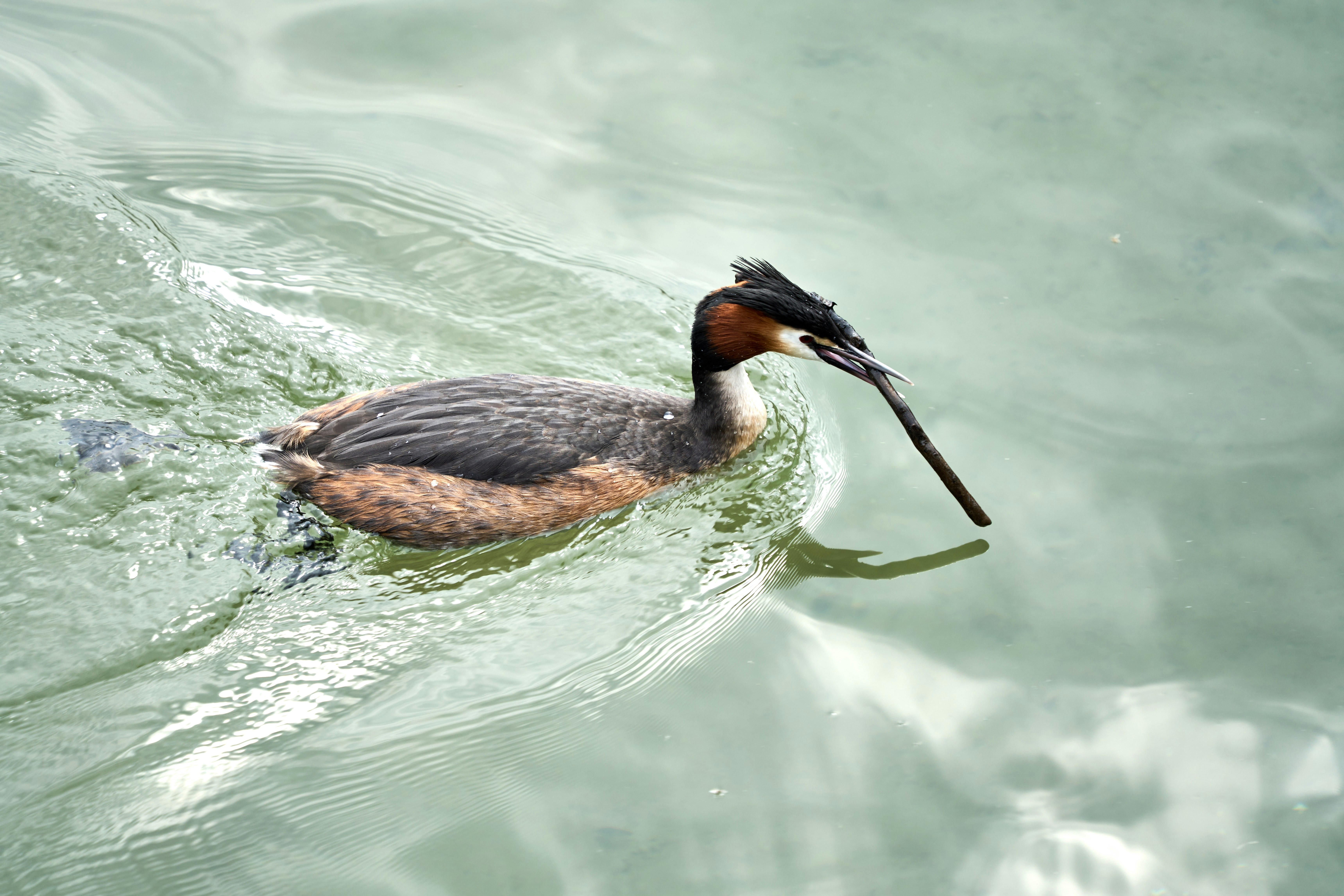 Photo by wolfgang_hasselmann