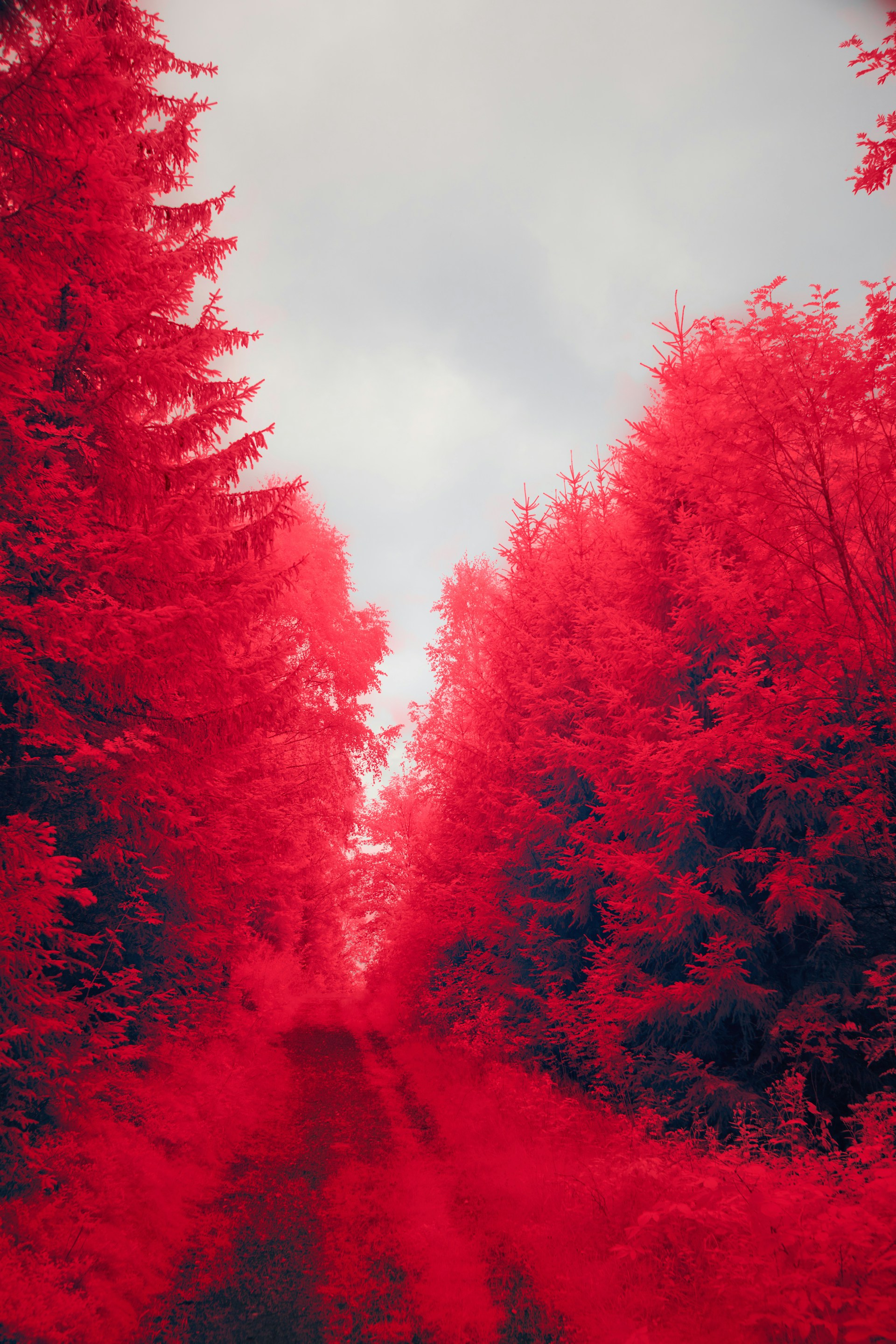 Red forest path under a cloudy sky.