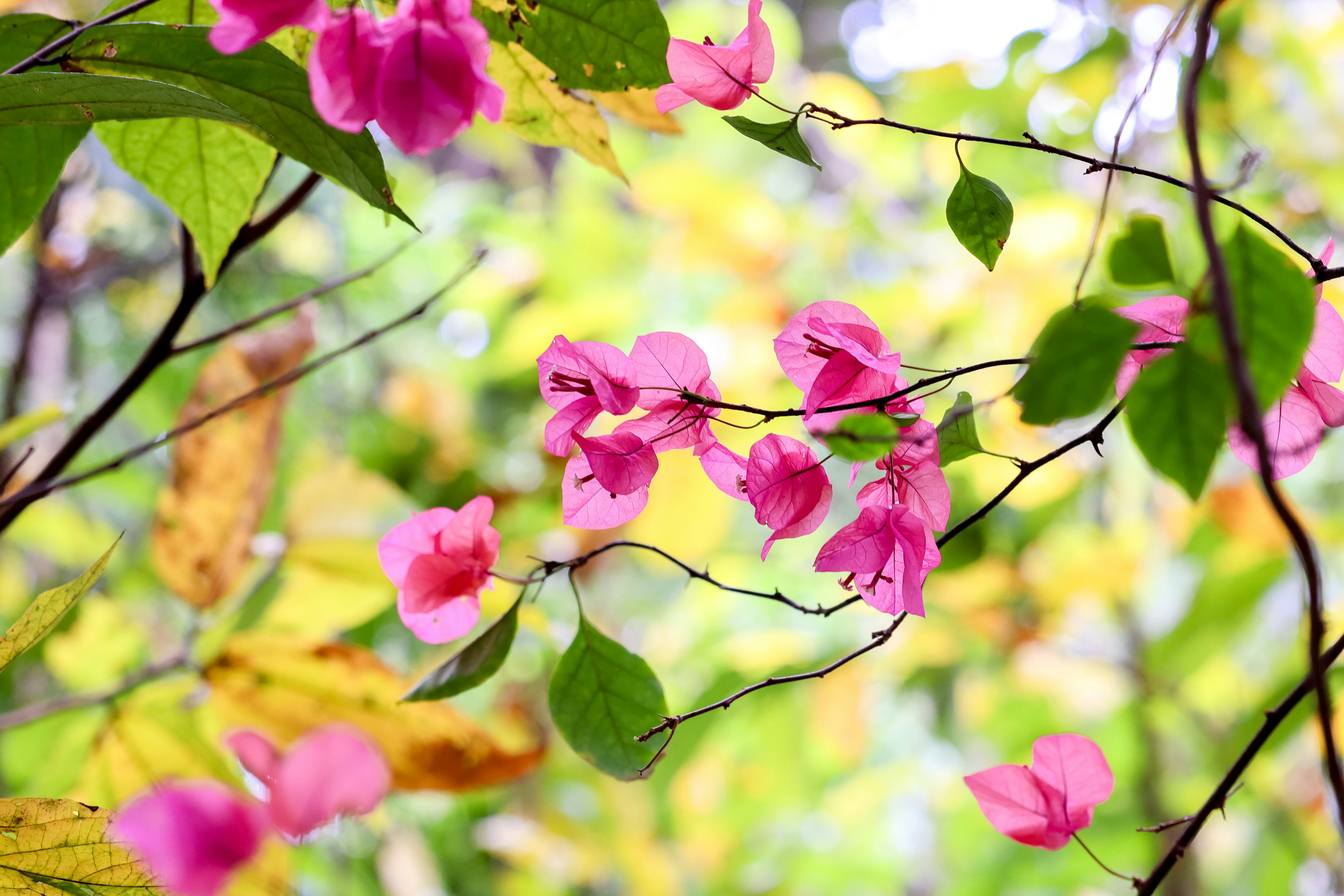 Photo by dickenslin76