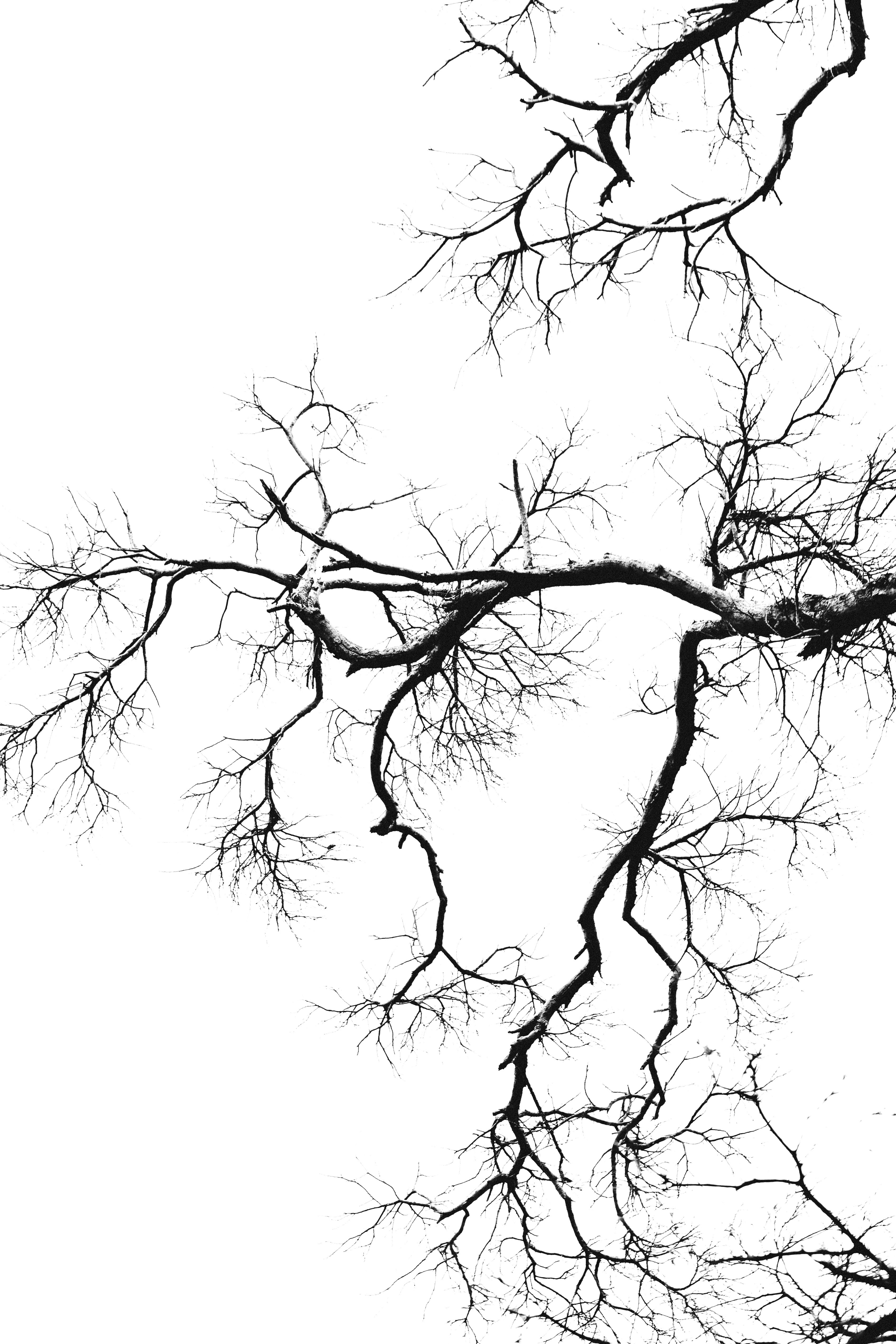 Bare branches against a bright, white background. photo – Free Image on  Unsplash, image size:3000x4500