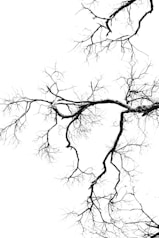 Bare branches against a bright, white background.