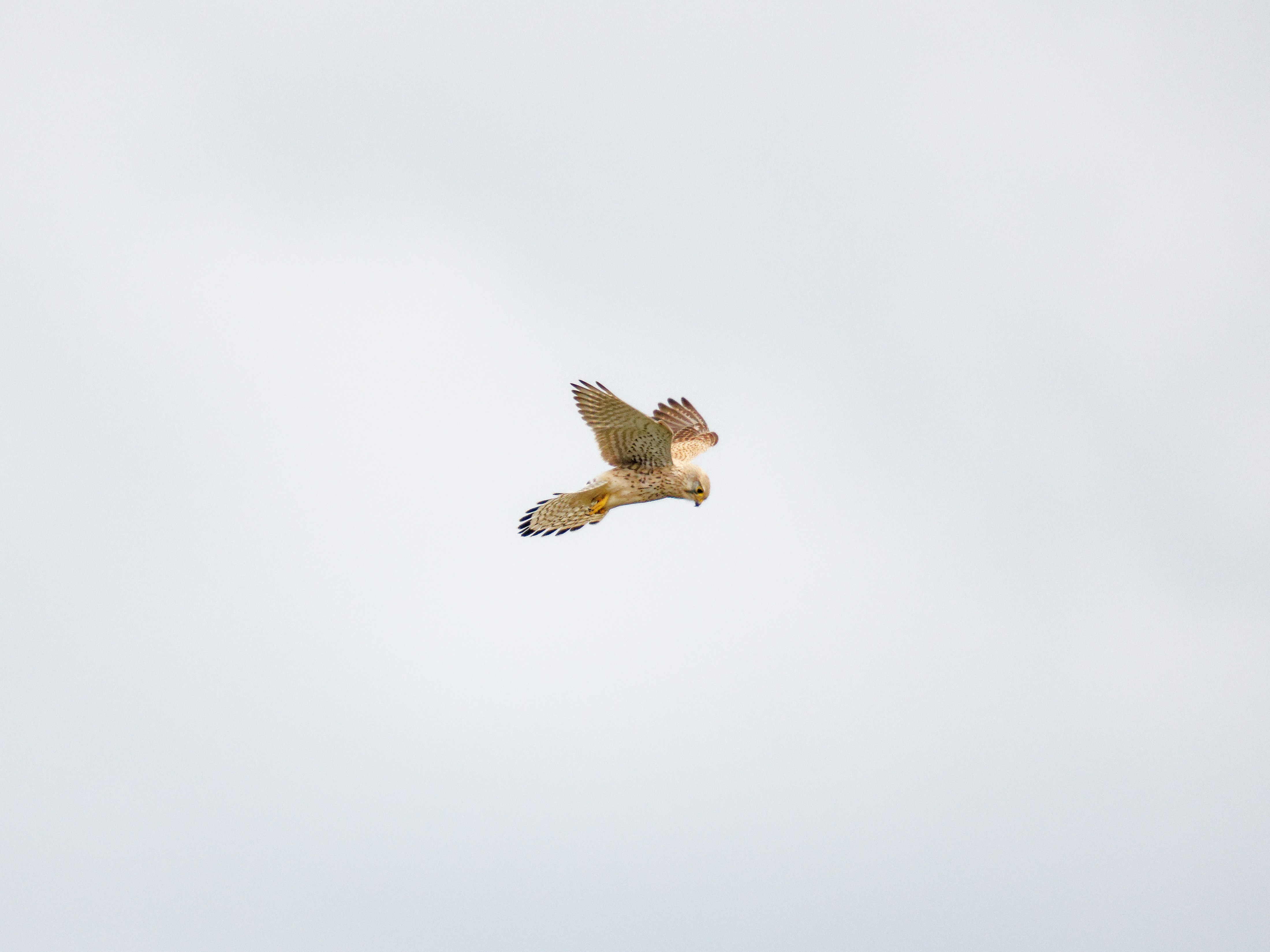 Photo by illes_cristi