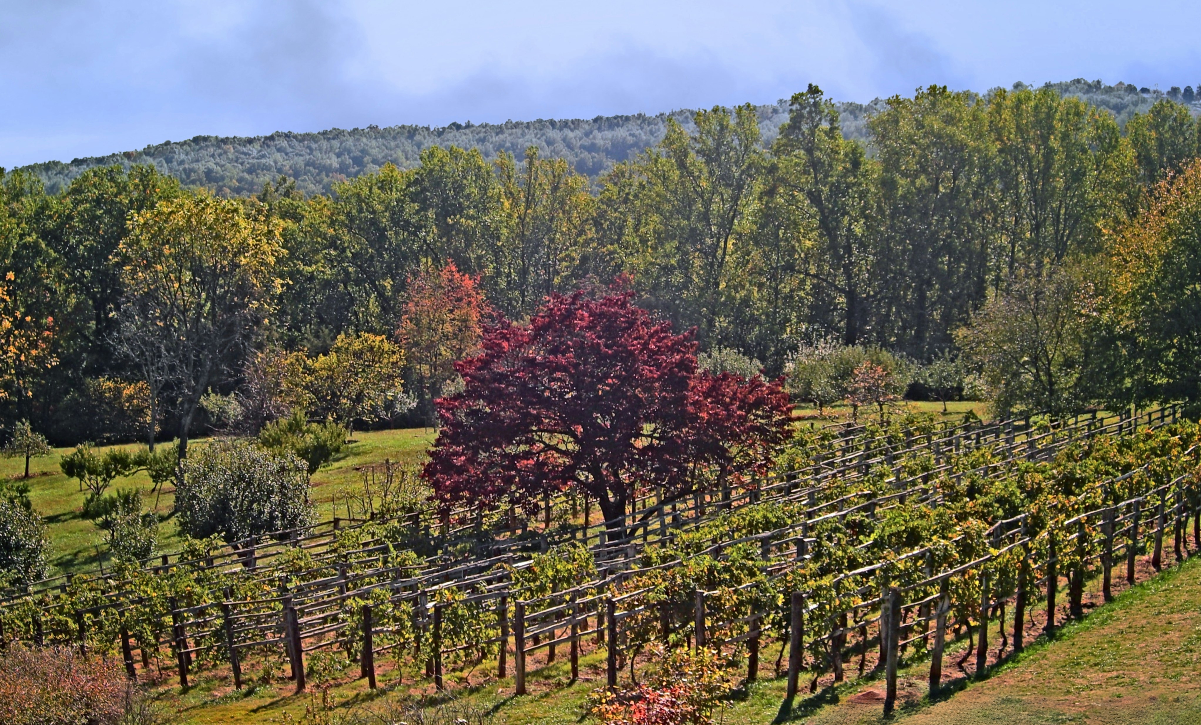 Vineyard sits below a lush forest of trees.
