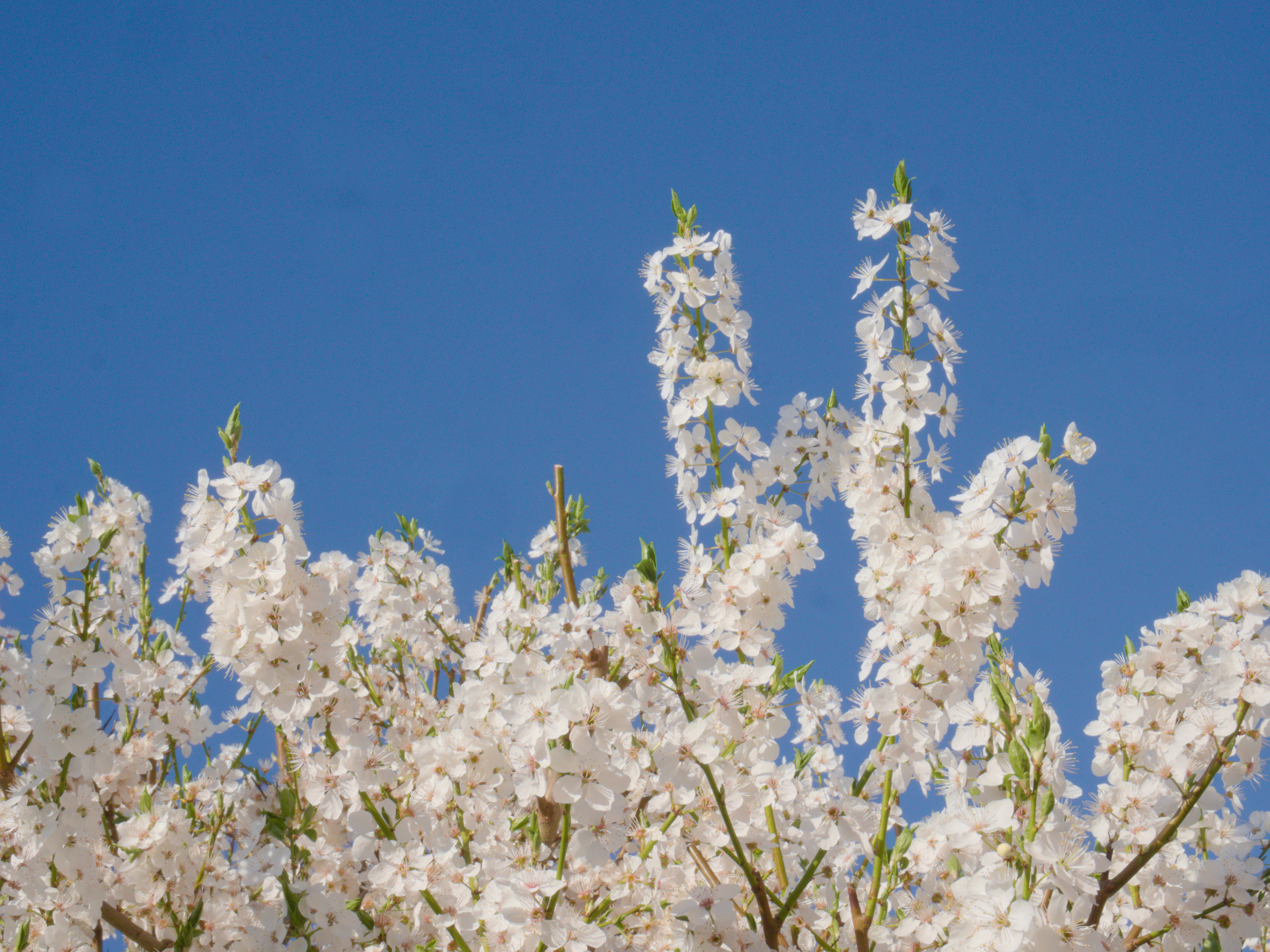 Photo by klarin_steffens