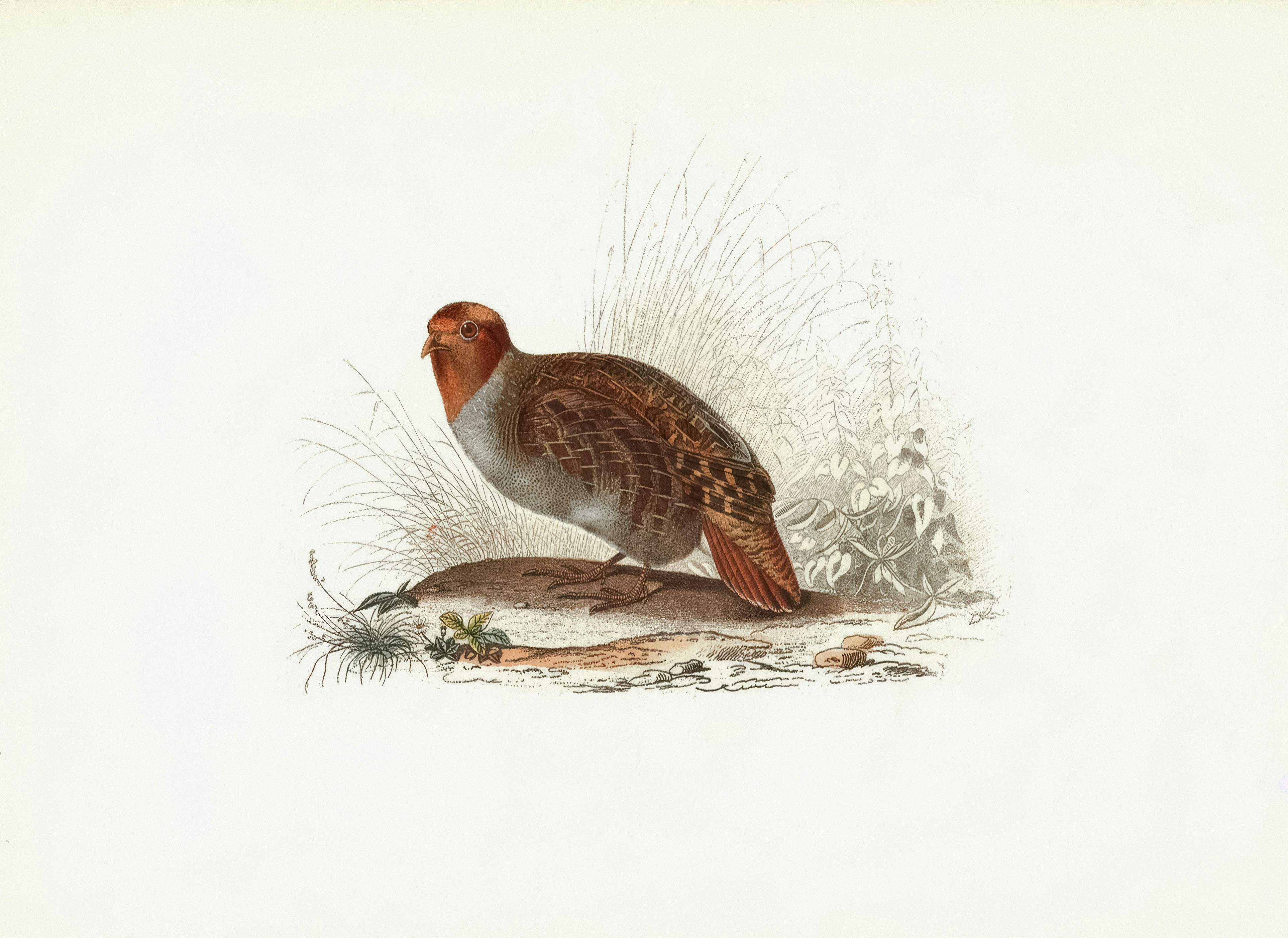 A brown partridge bird standing on a branch.