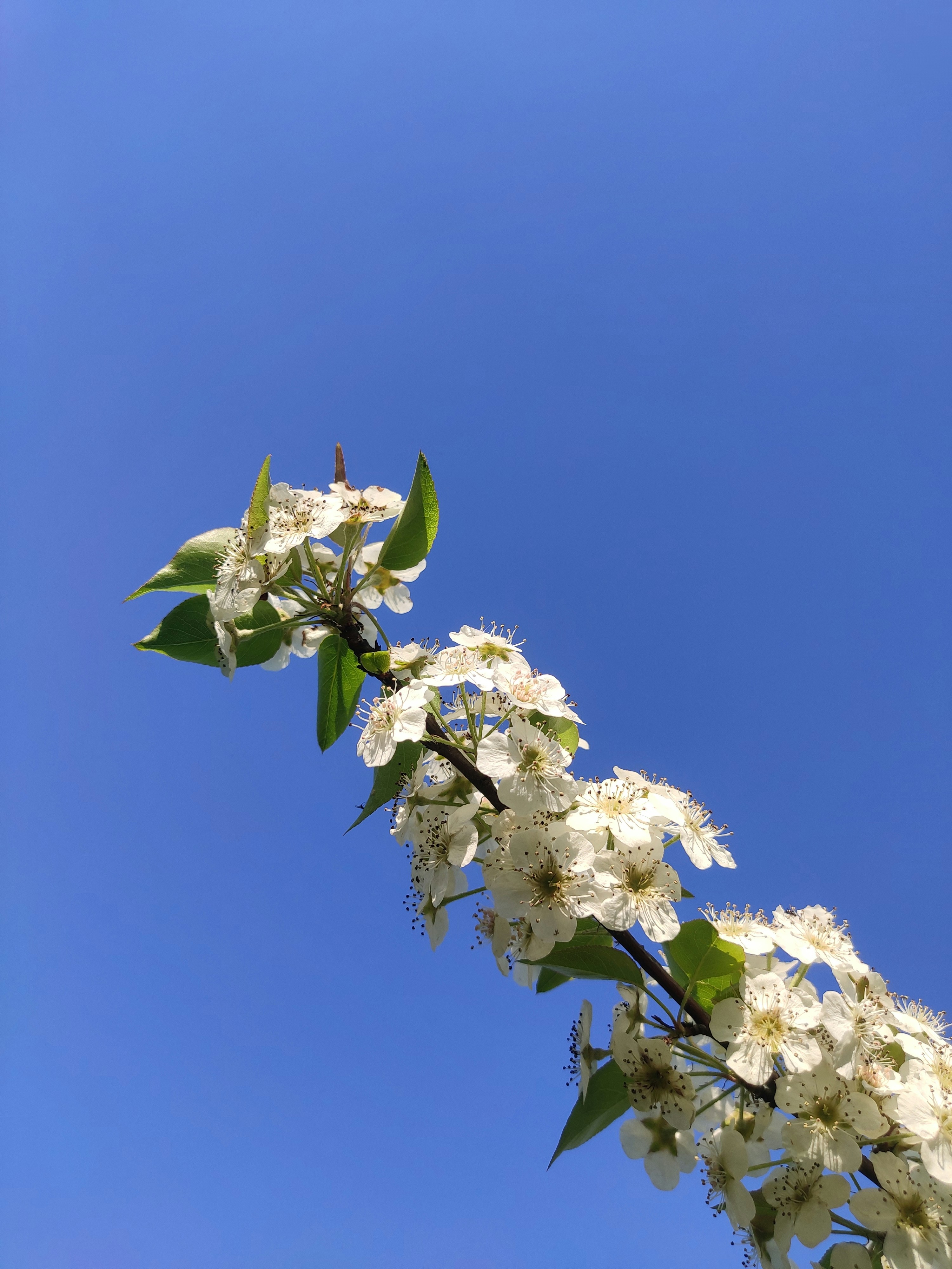 Des fleurs blanches s’épanouissent sur un ciel d’un bleu éclatant.