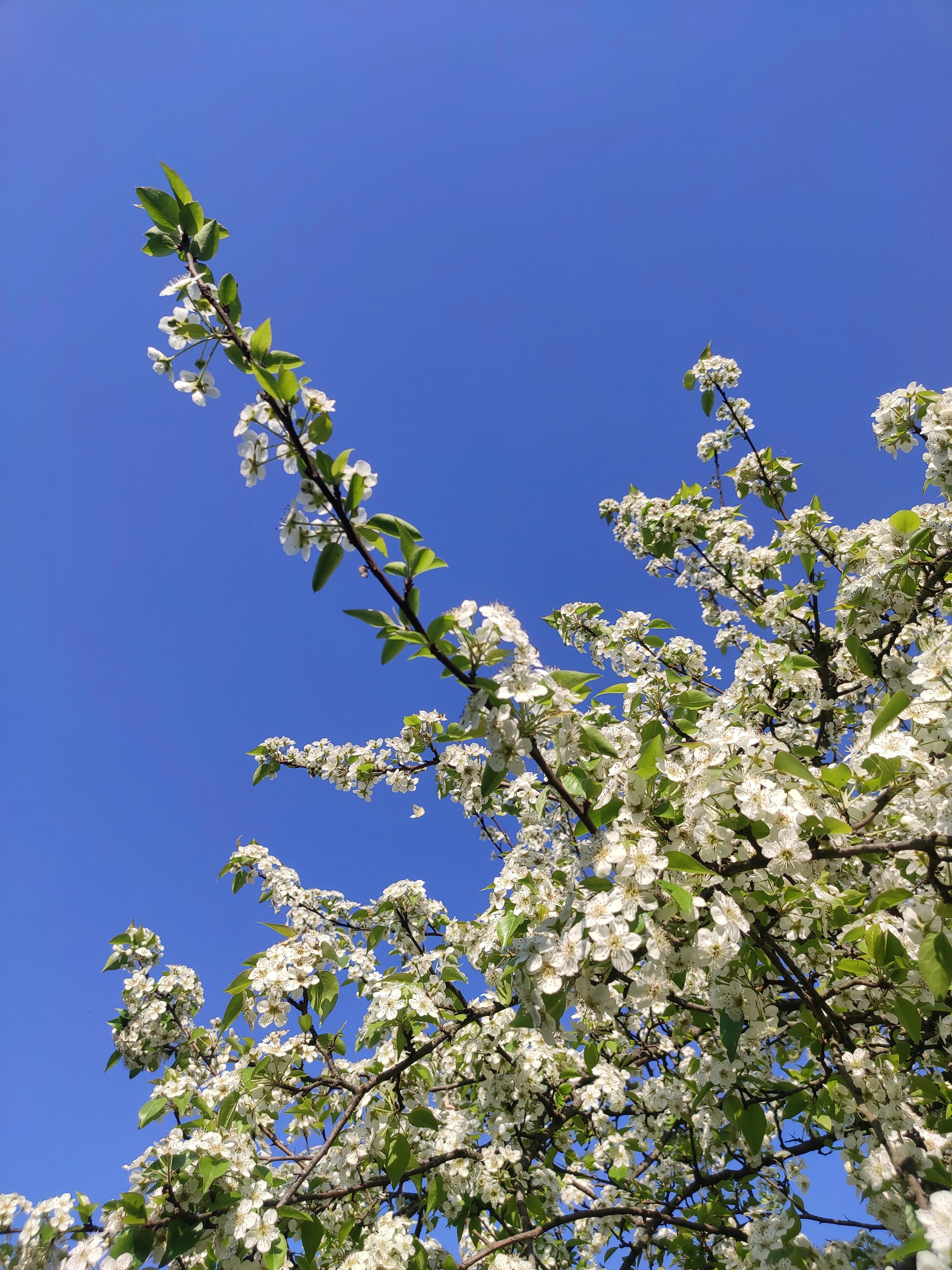 Photo by nitishgoswami