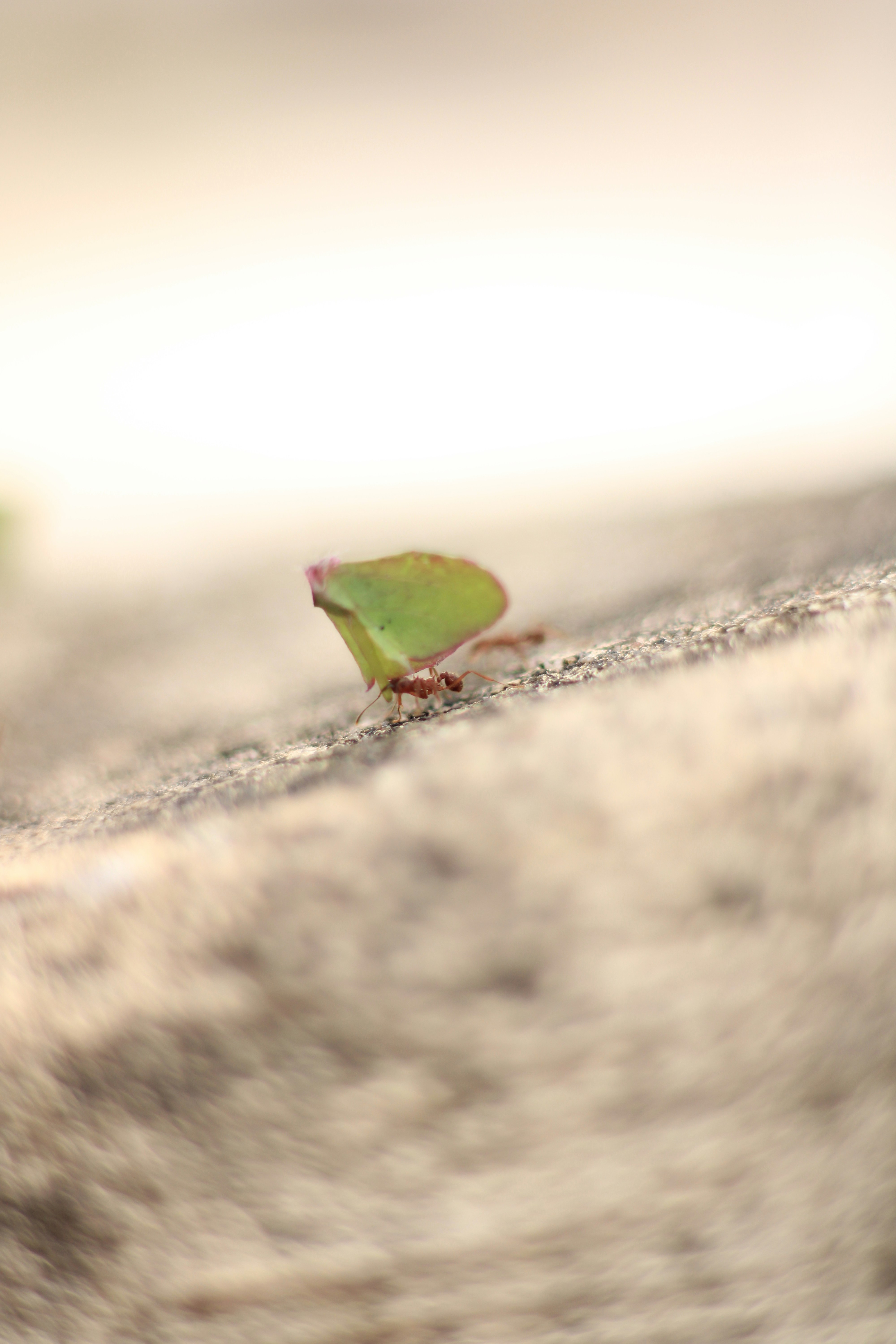 Photo by paulo_pescada