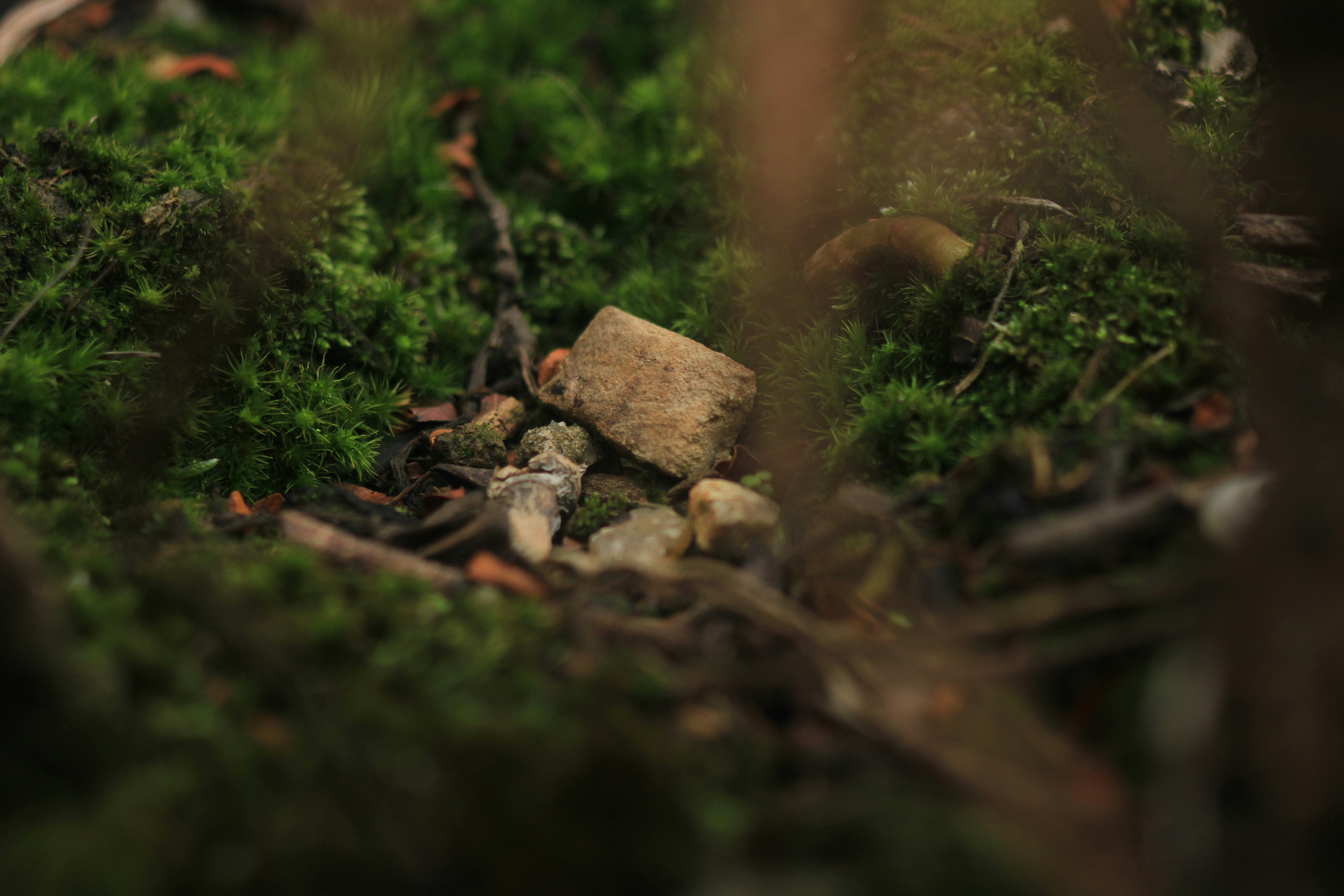 Photo by paulo_pescada