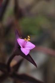 A pink flower blooms on a purple plant.
