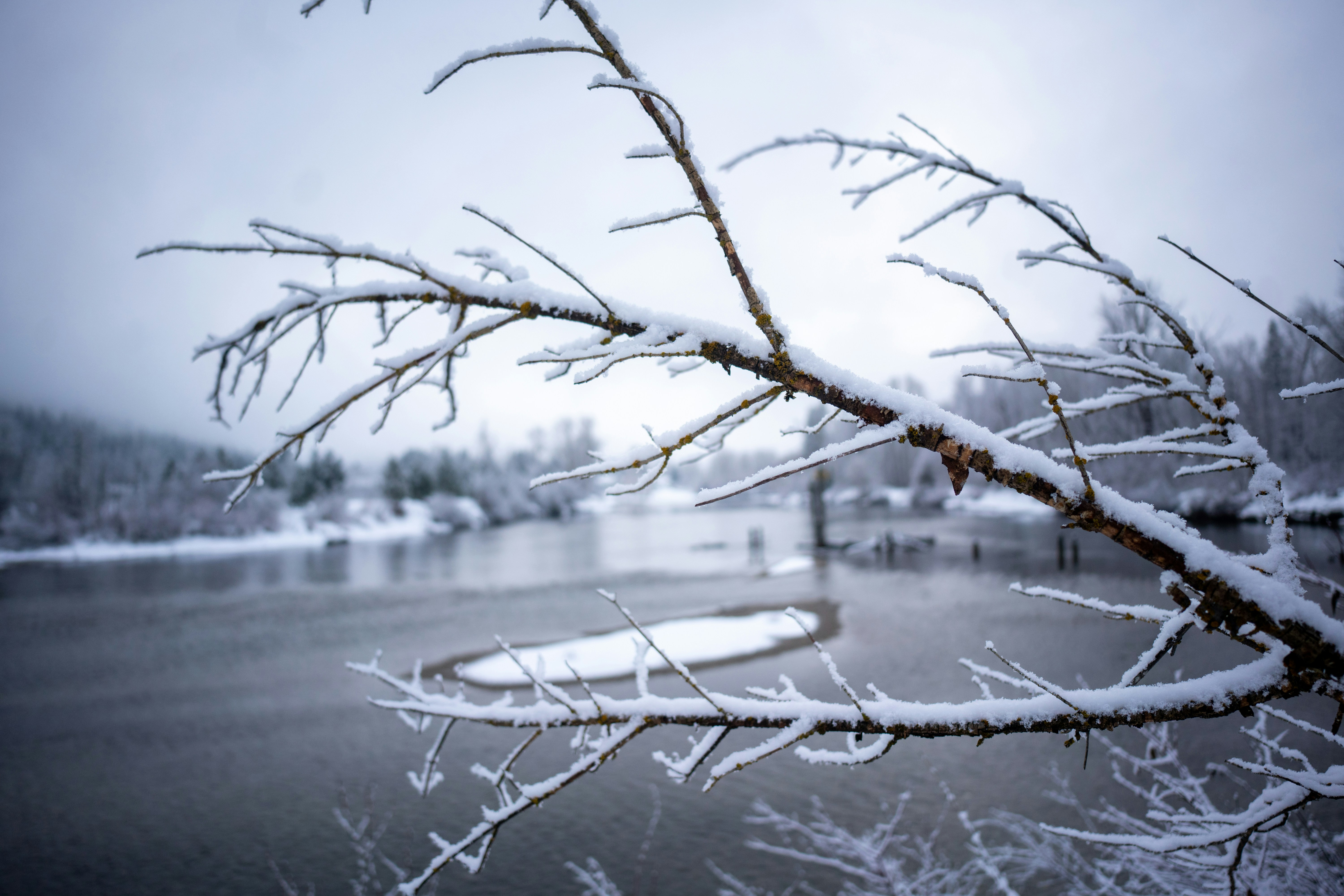 Snow covers branches near a frozen lake.