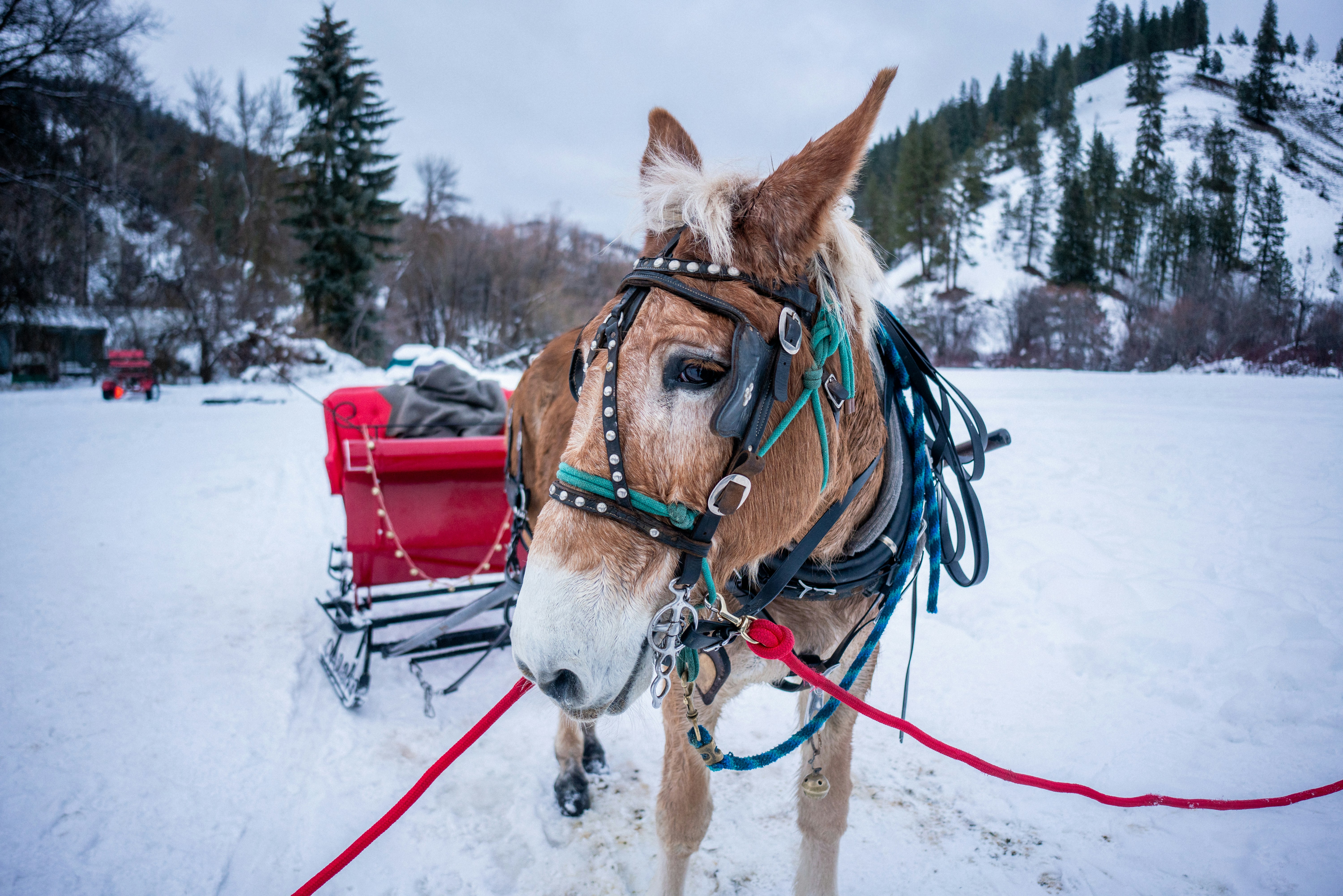 A mule poses with a red sleigh in the snow.