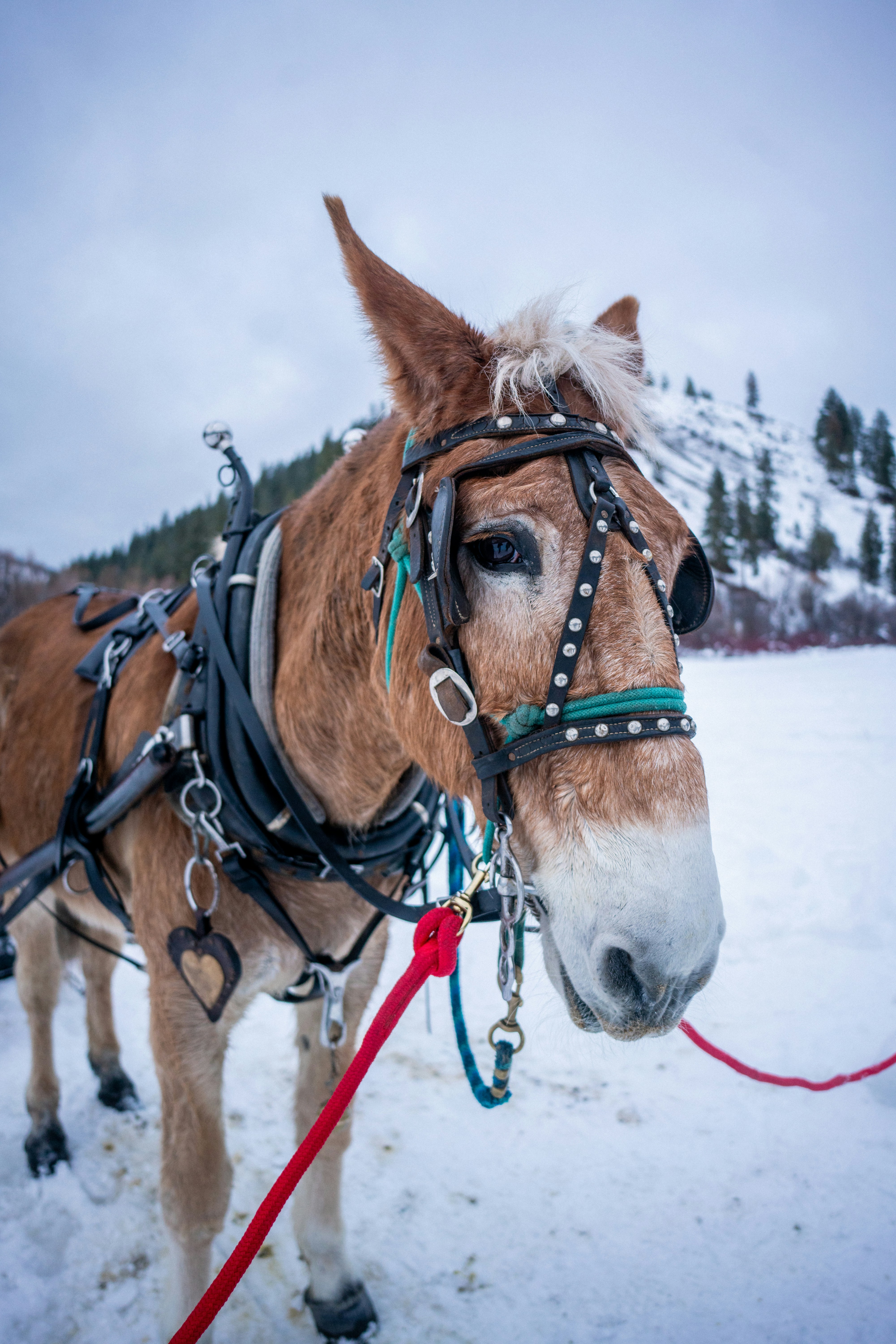 A mule wearing harness stands in the snowy field.