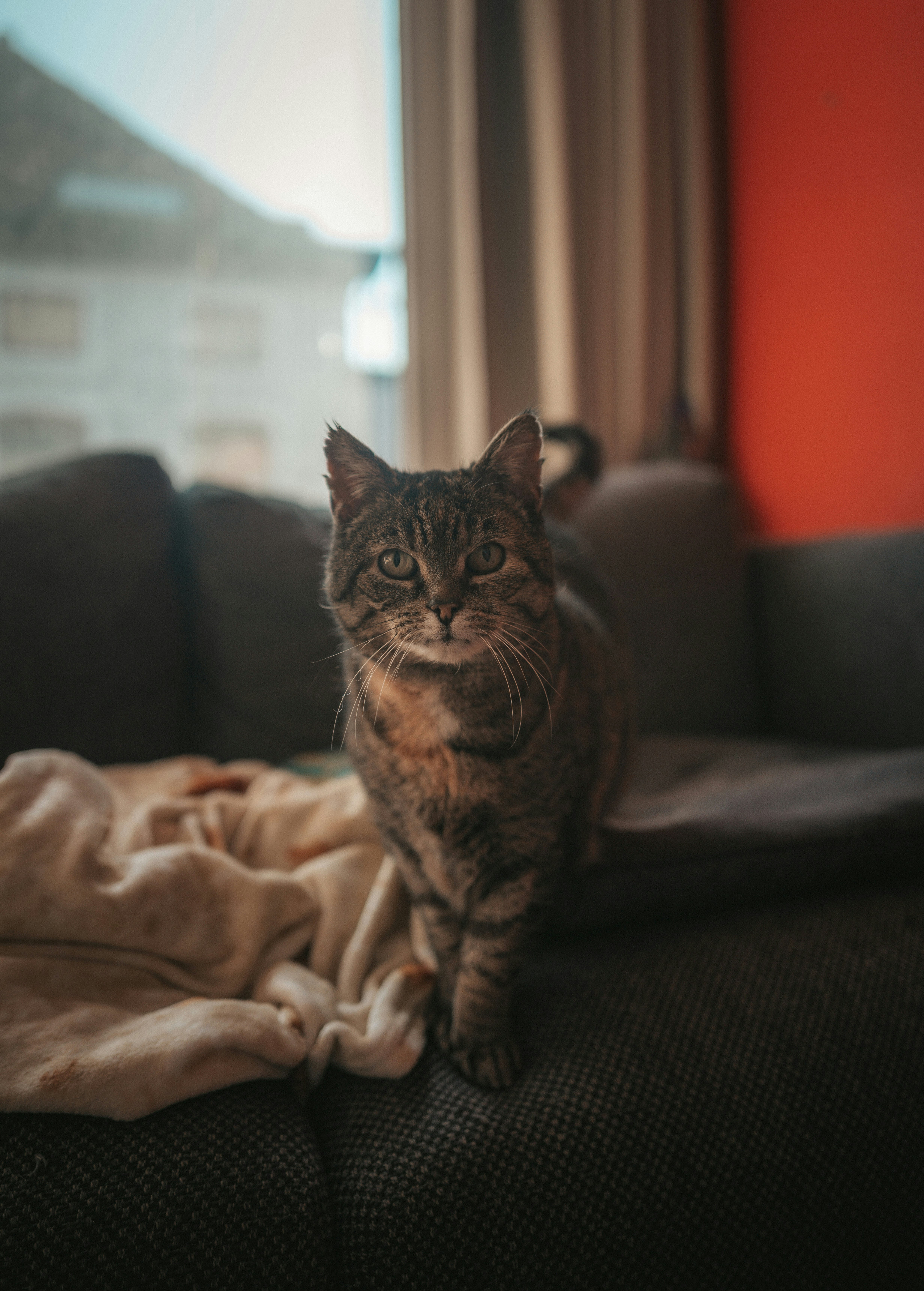 A tabby cat stands on a sofa.