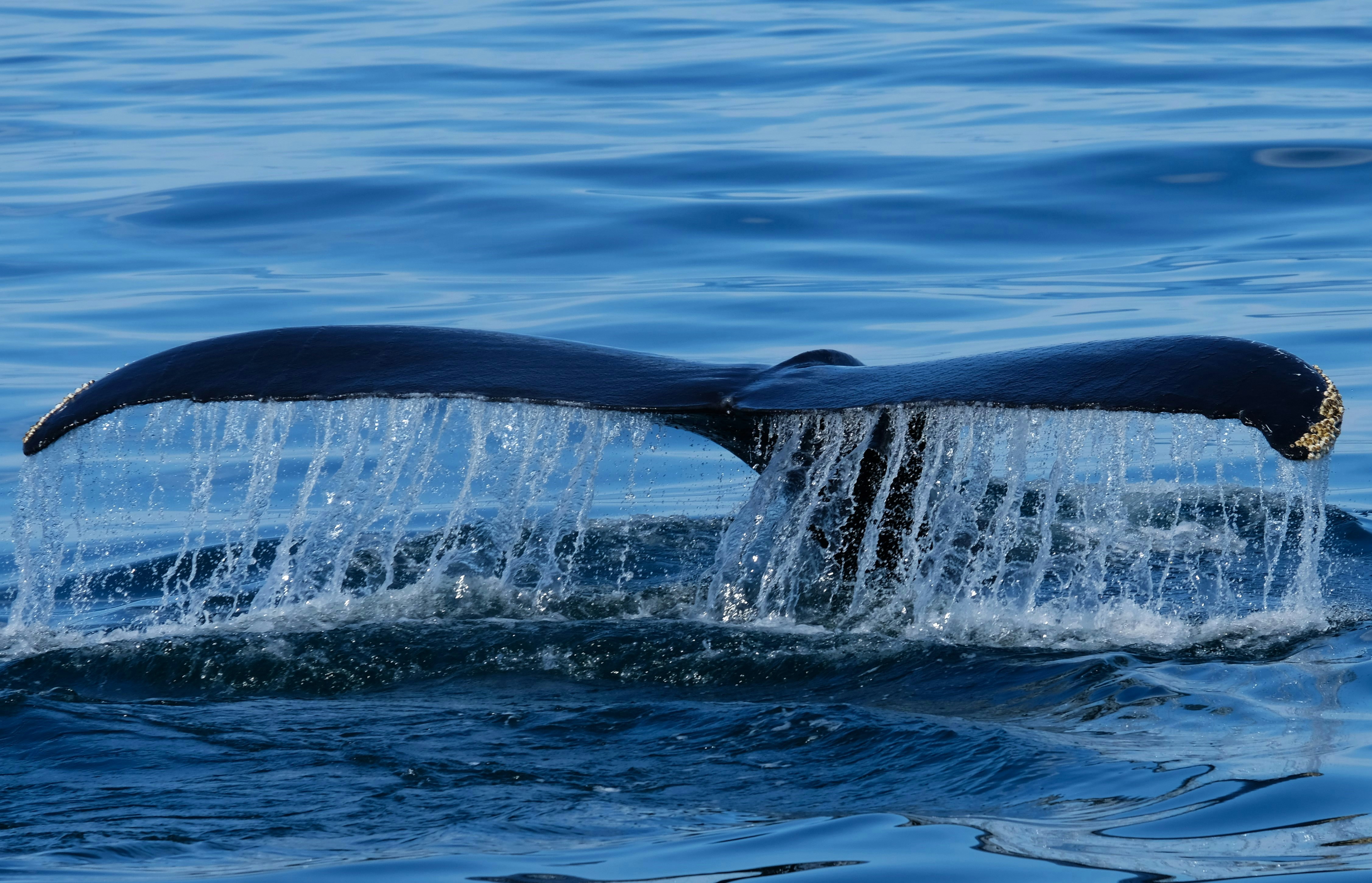 Photo by giulianogiustarini