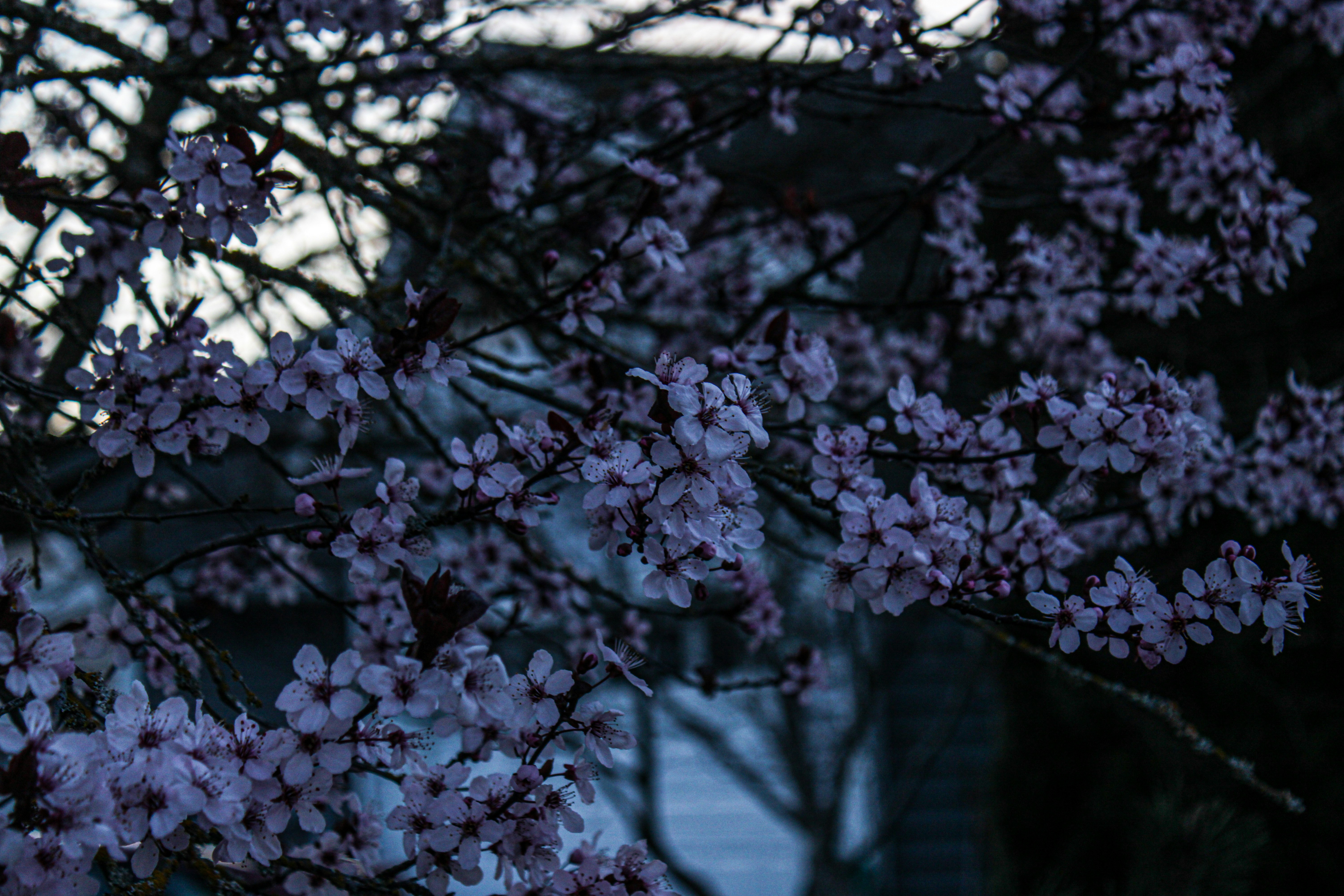 Photo by prphotography262