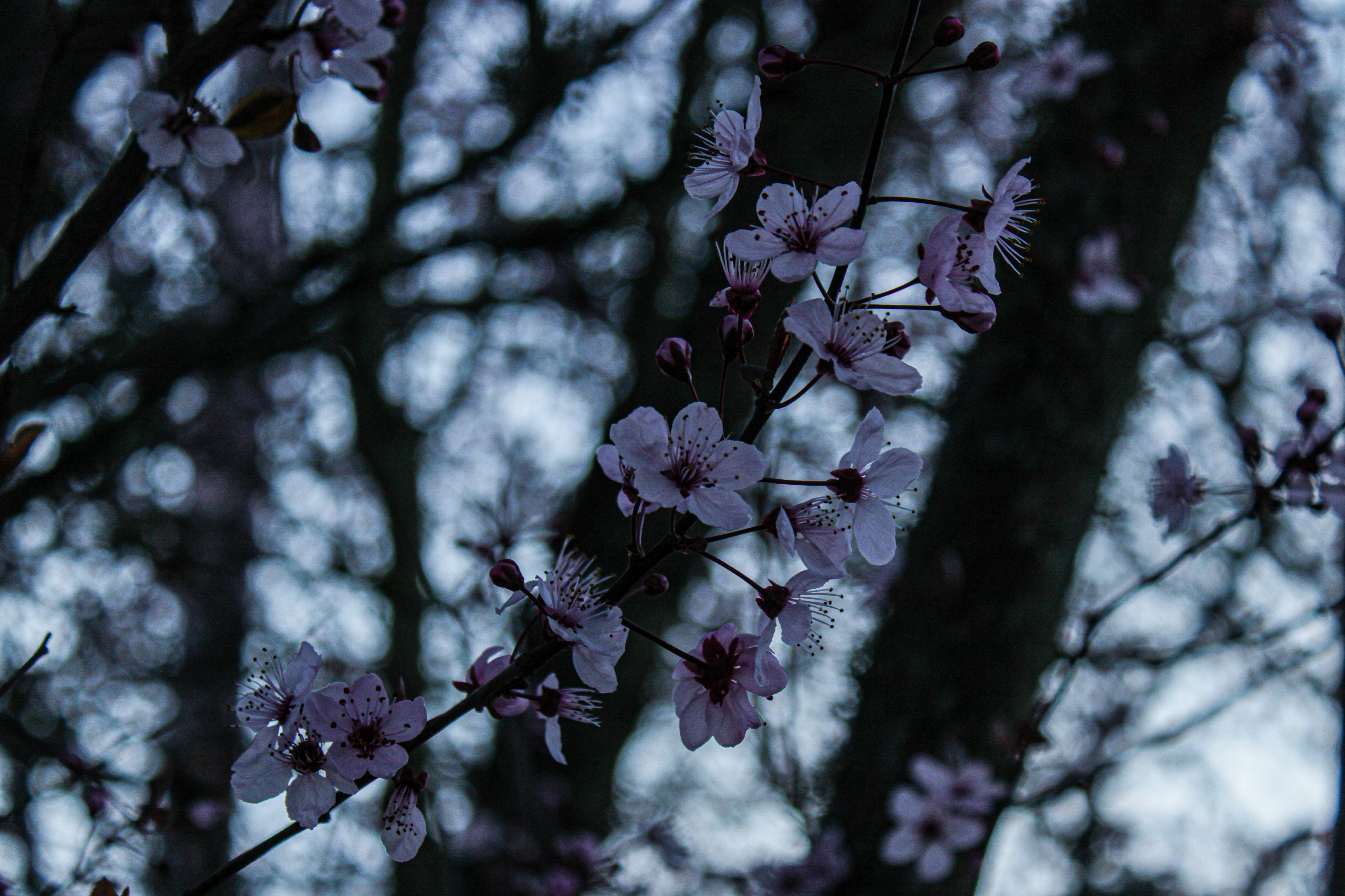 Photo by prphotography262