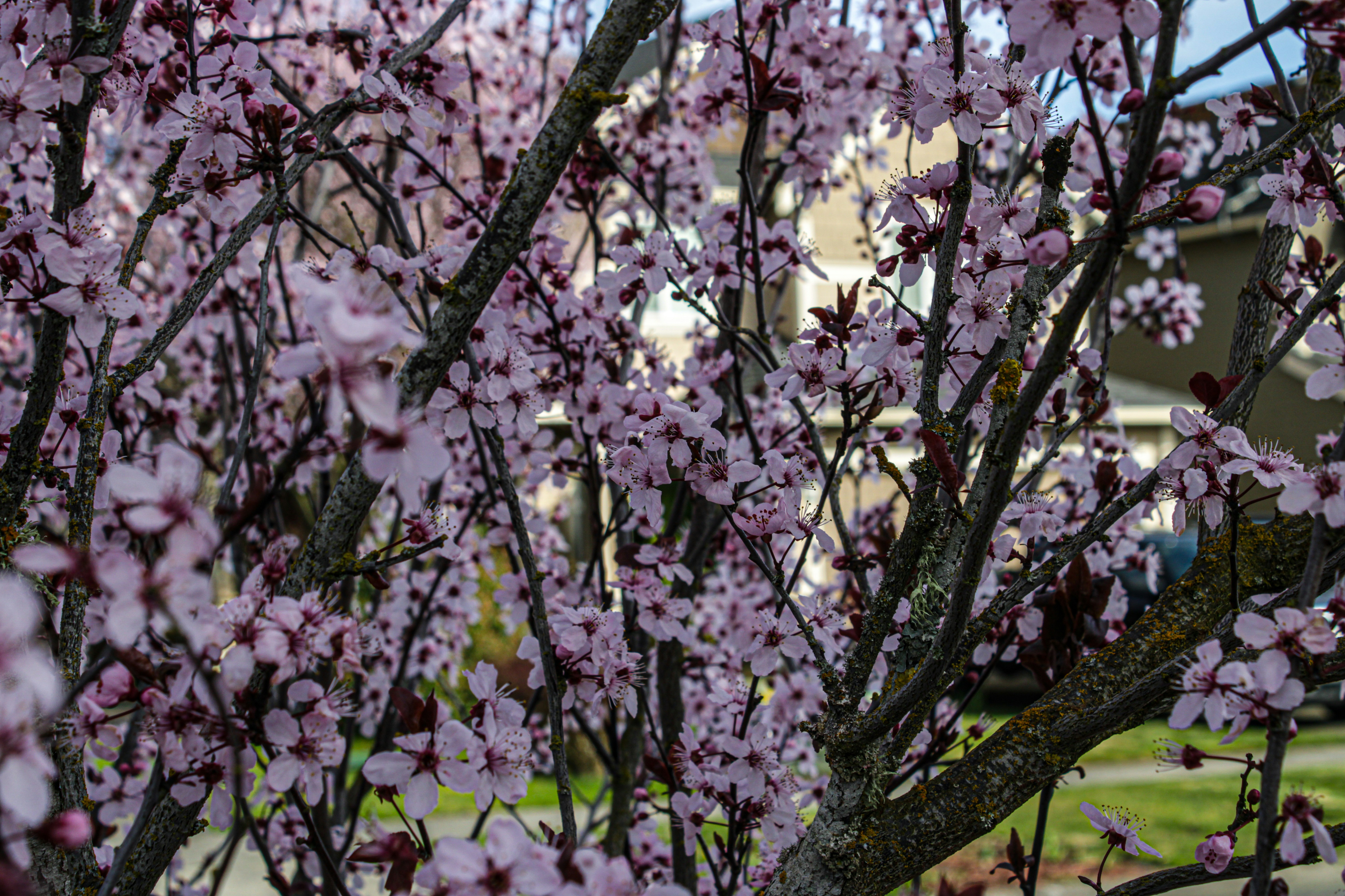 Photo by prphotography262