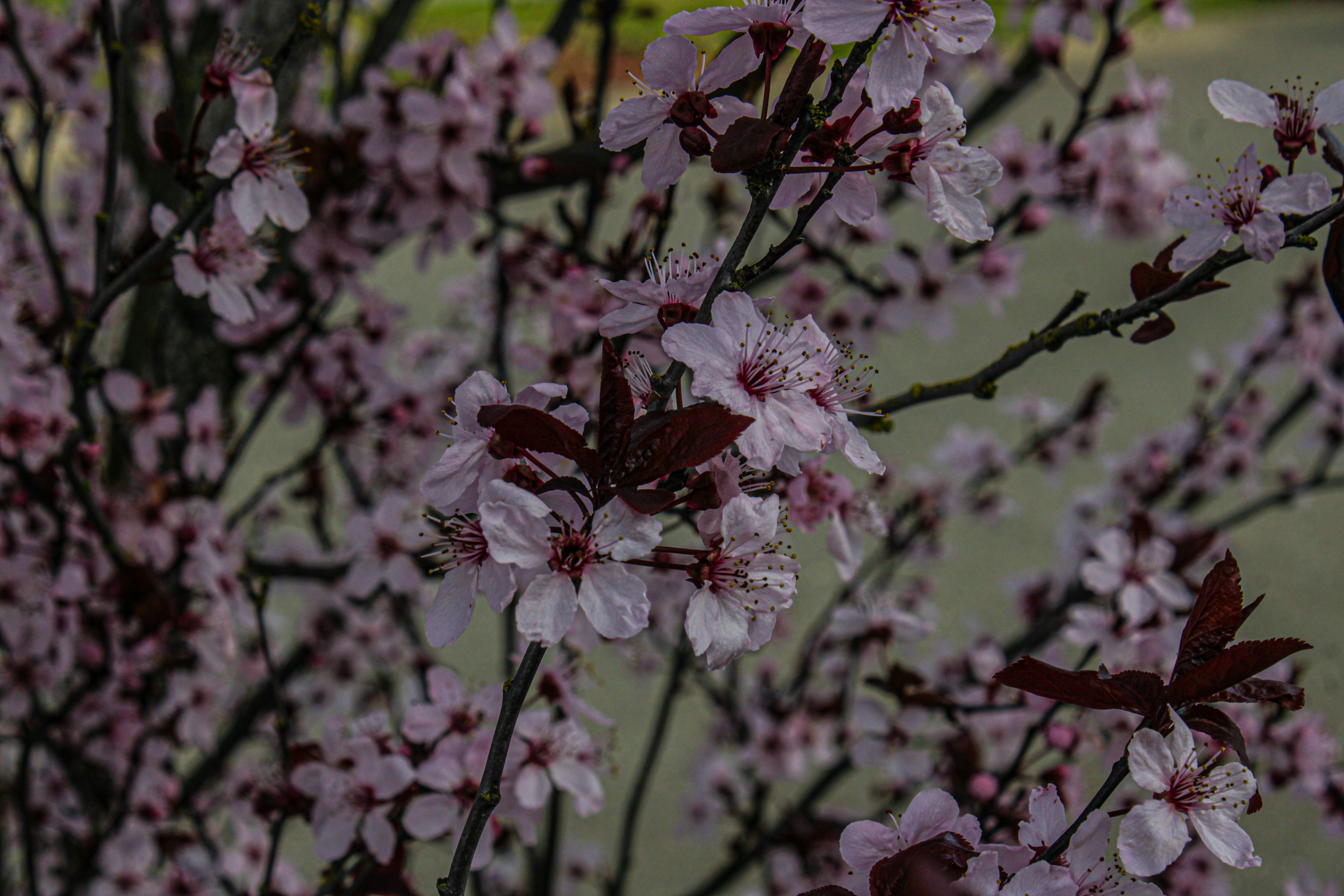 Photo by prphotography262