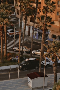 Palm trees line a street with parked cars.