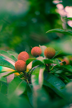 Ripe, reddish fruit grow amongst lush green leaves.