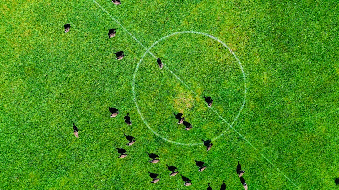 Sheep grazing on a vibrant green football field.