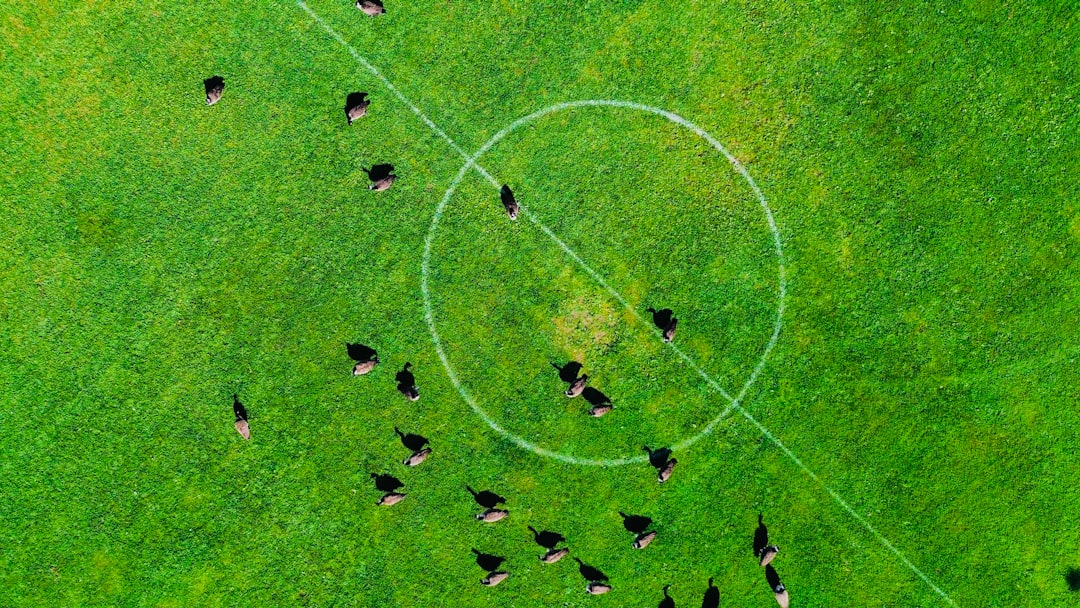 Sheep grazing on a vibrant green football field.