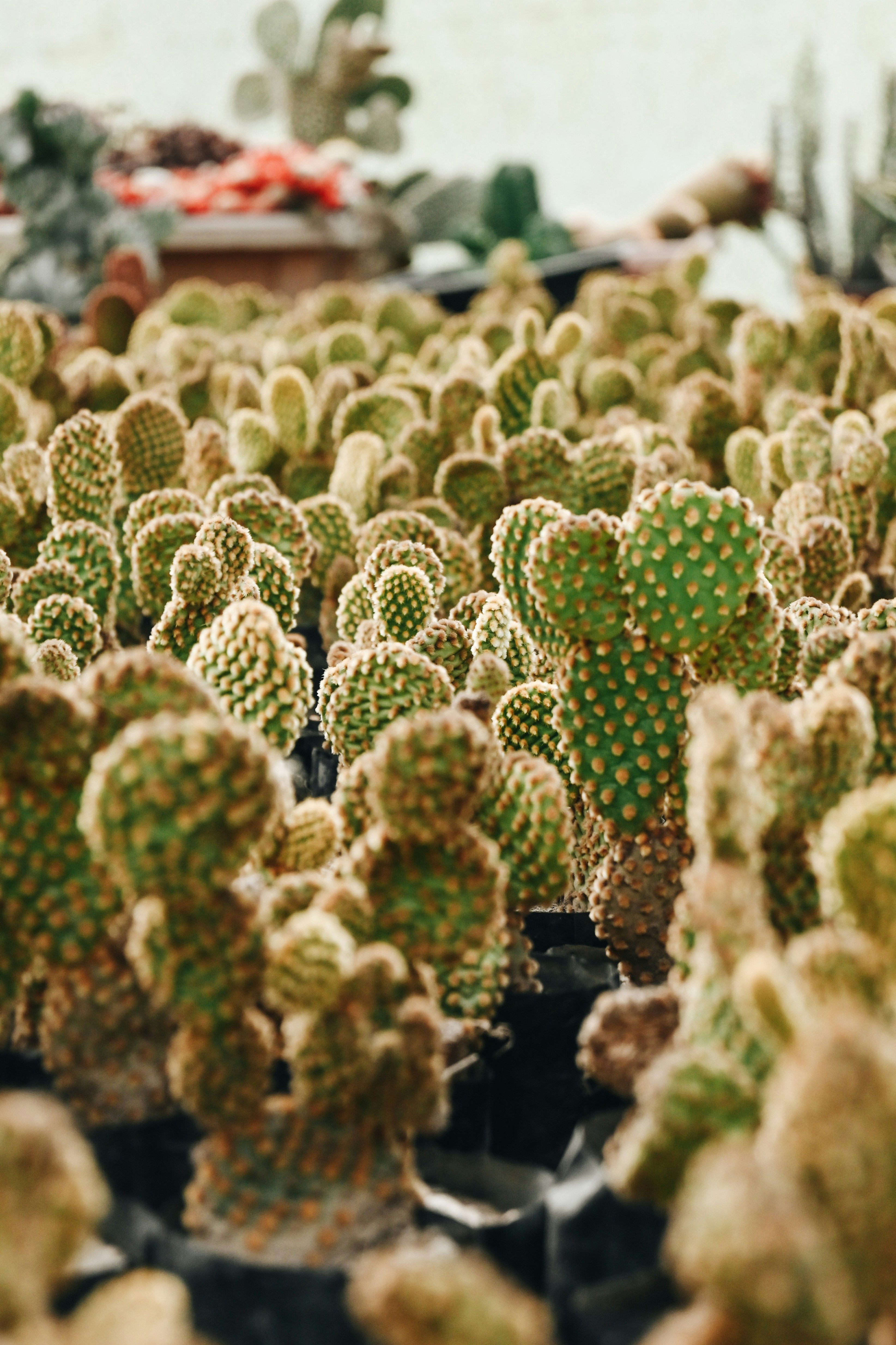 Photo by ujjwalchettri