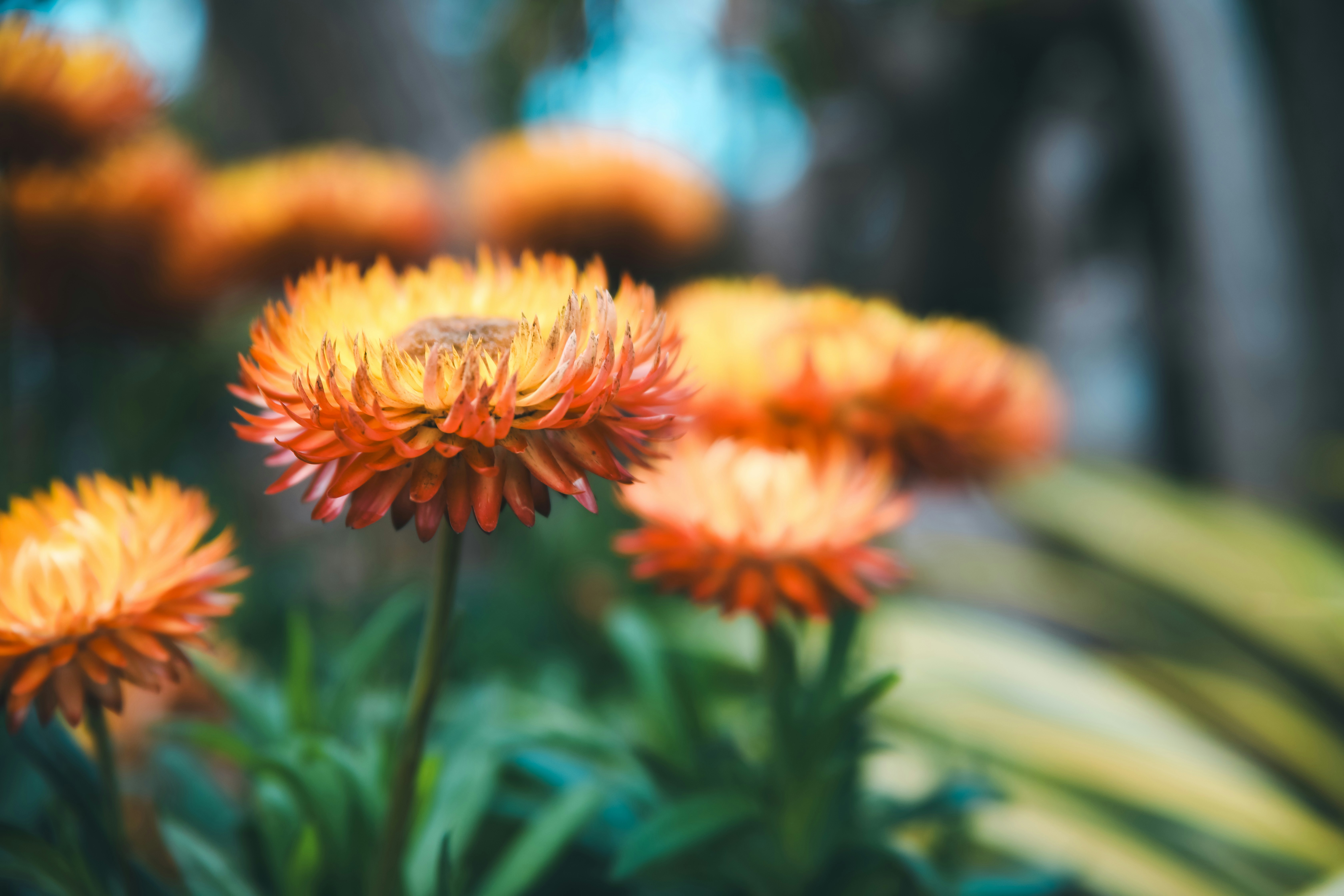 Photo by unclpenguin