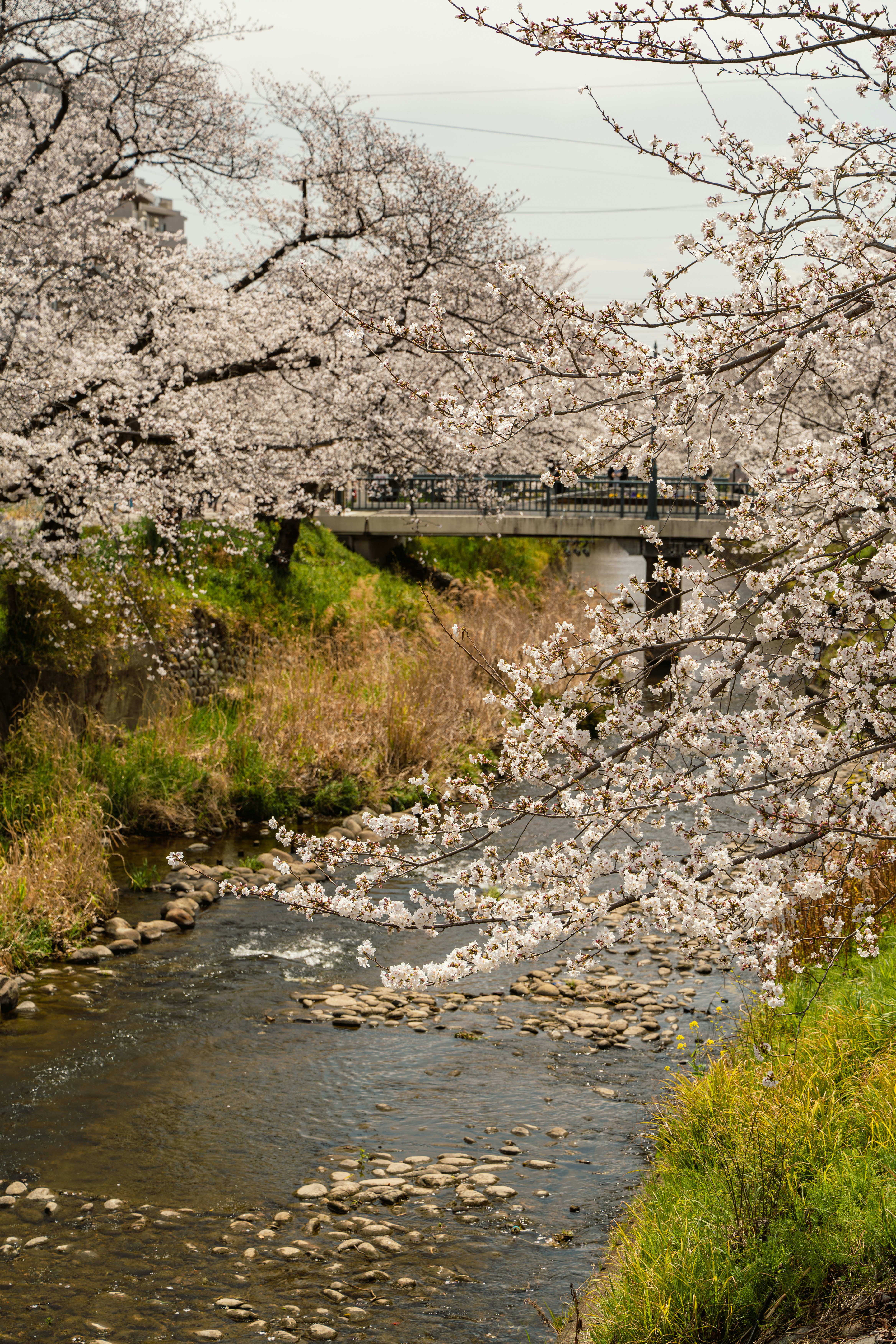 Photo by studiorossy